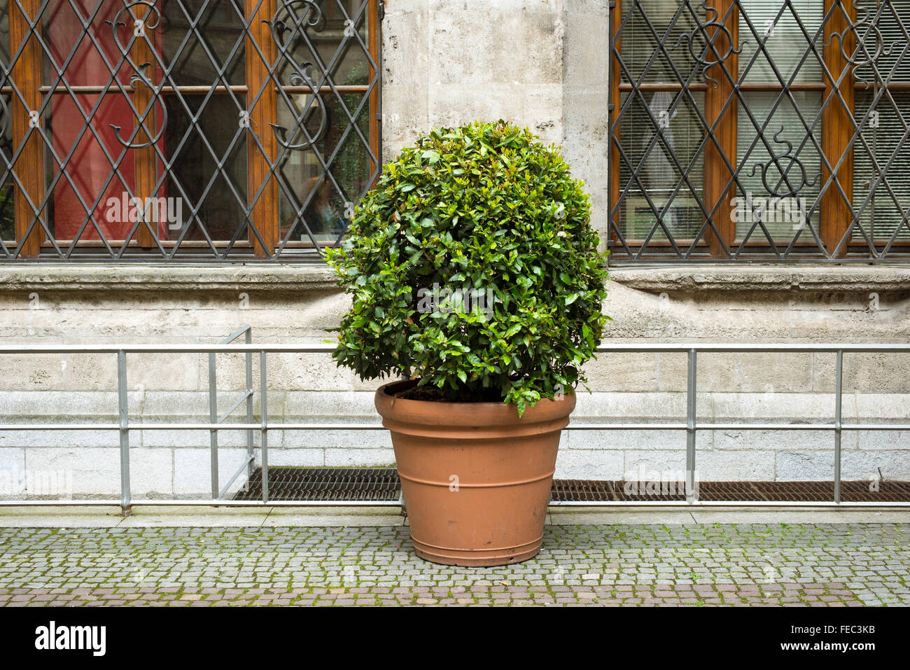 Grande boîte green bush mis en pot de fleur on city street Banque D'Images Grande boîte green bush mis en pot de fleur on city street Banque D'Images