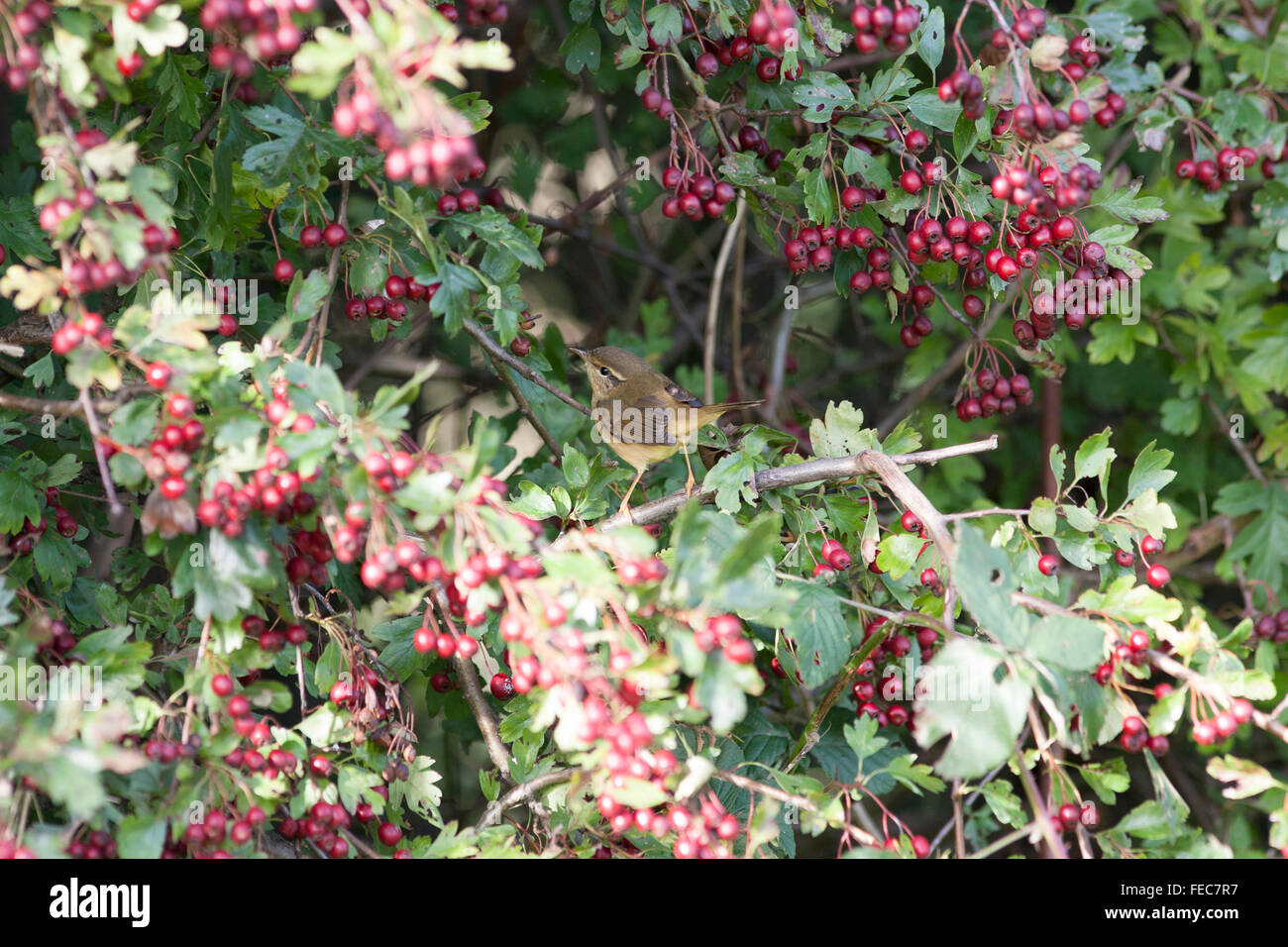 La Paruline de Radde, Phylloscopus schwarzi, Banque D'Images