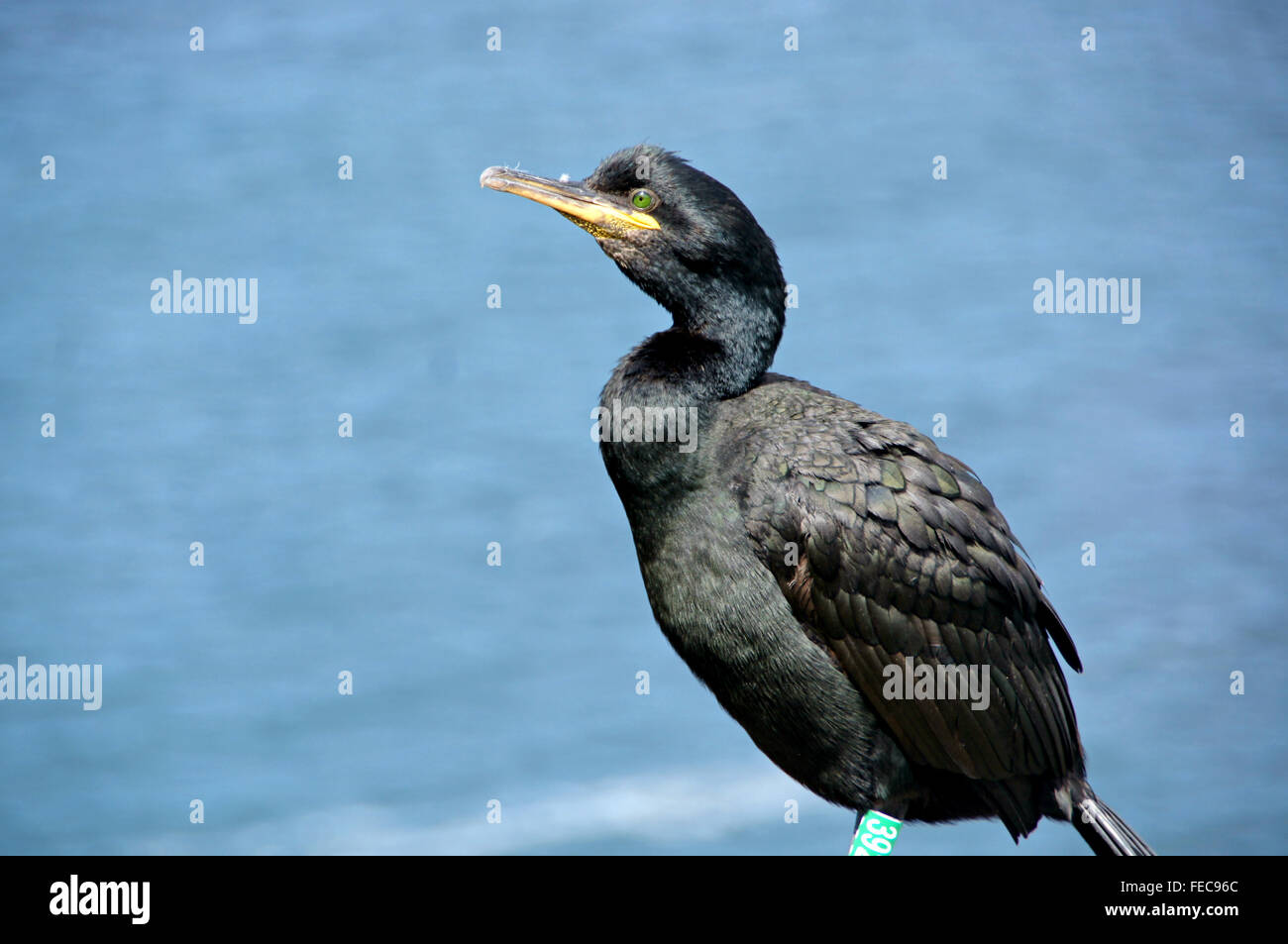 L'île sauvage de l'oiseau - Shag - Black bird - Les oiseaux de mer sur l'île de Lunga en Ecosse. Banque D'Images