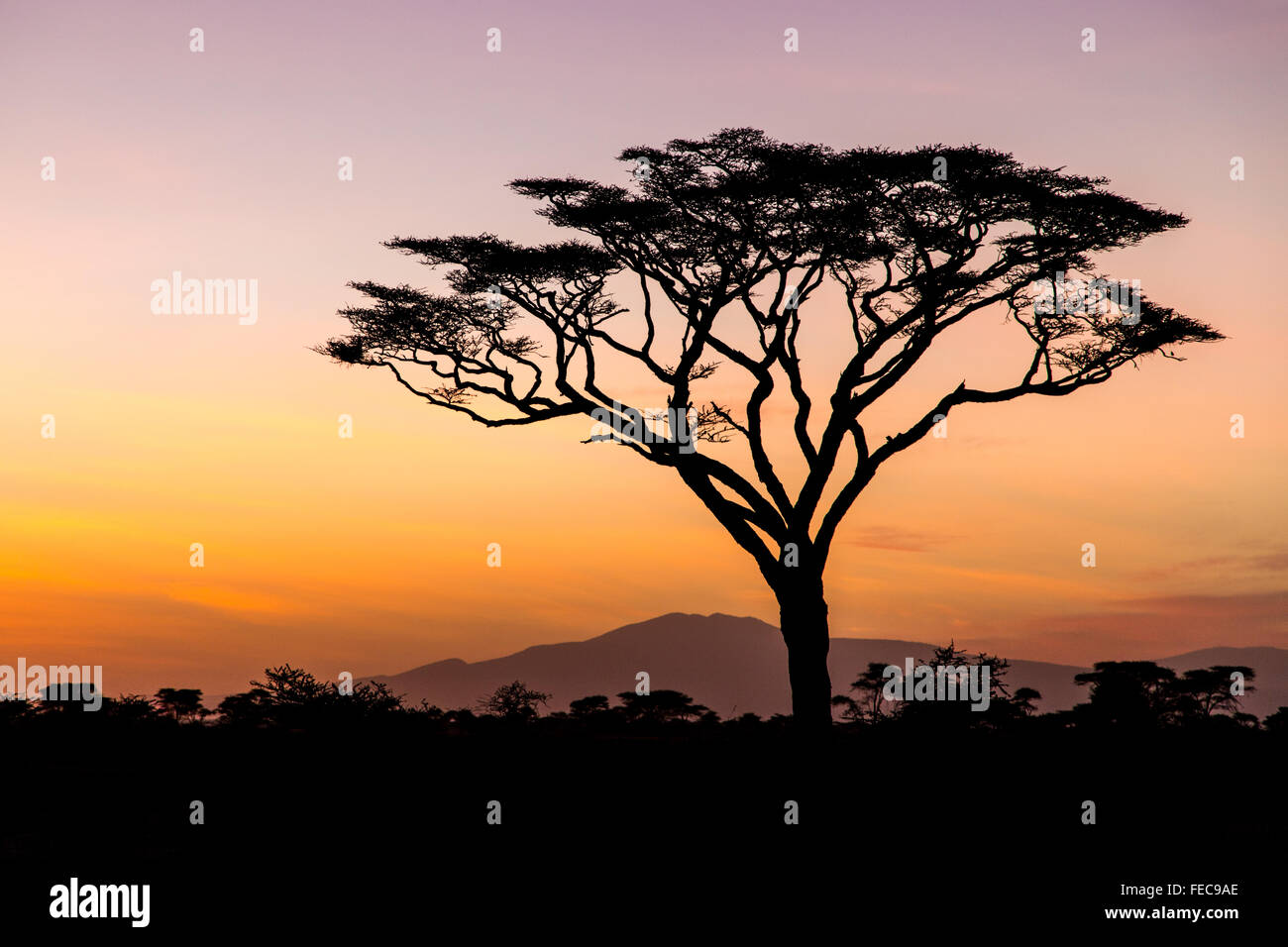 Arbre d'Afrique dans le lever du soleil dans le Parc National de Serengeti en Tanzanie Banque D'Images