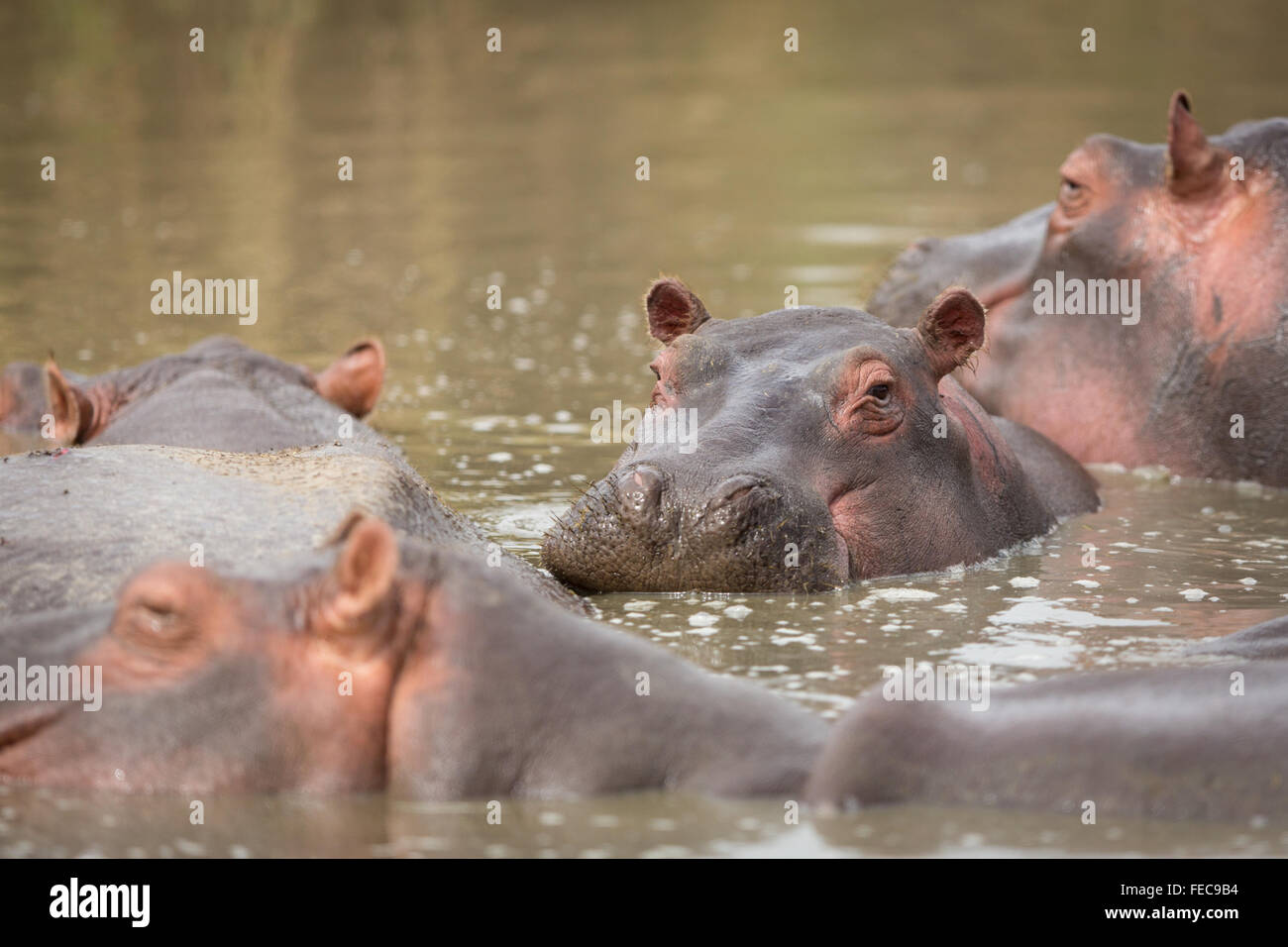 Troupeau d'hippopotames adultes dans l'eau dans le Serengeti en Tanzanie Banque D'Images
