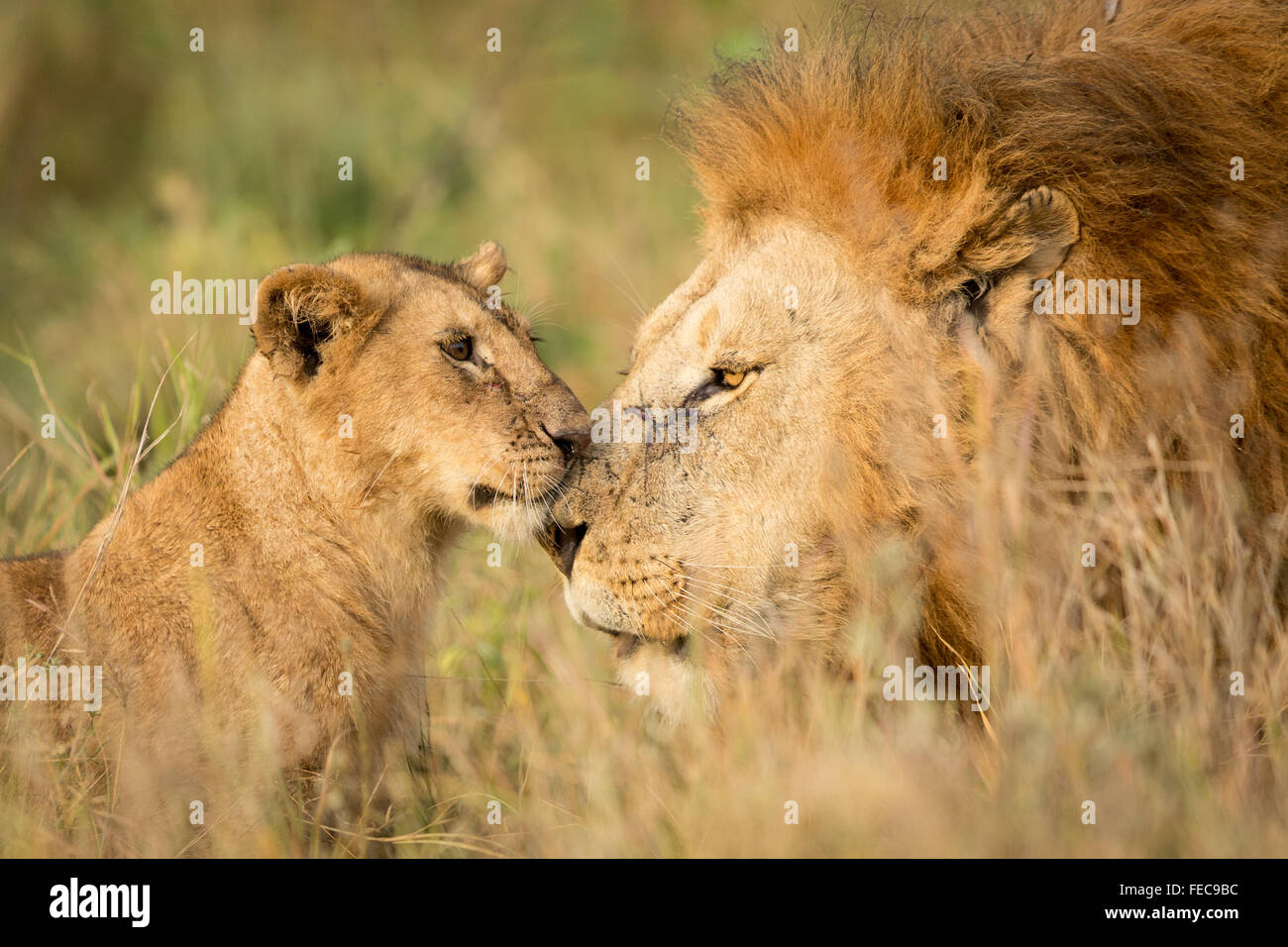 African Lion mâle adulte et jeune cub dans le Parc National de Serengeti en Tanzanie Banque D'Images