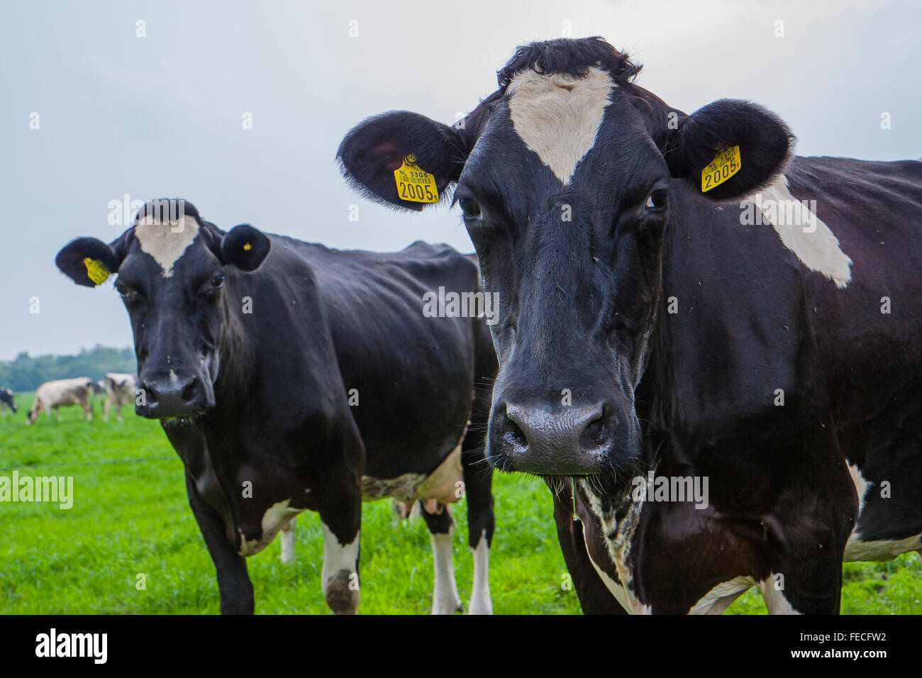 Tagged Ear Diary vaches dans les Pays-Bas Banque D'Images