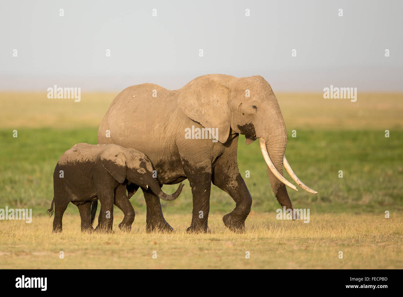 Deux éléphants africains une grande femelle adulte avec son veau de 2 ans dans le Parc national Amboseli au Kenya Banque D'Images