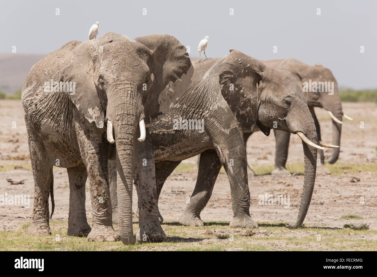 Trois éléphants africains bull dans le Parc national Amboseli au Kenya Banque D'Images