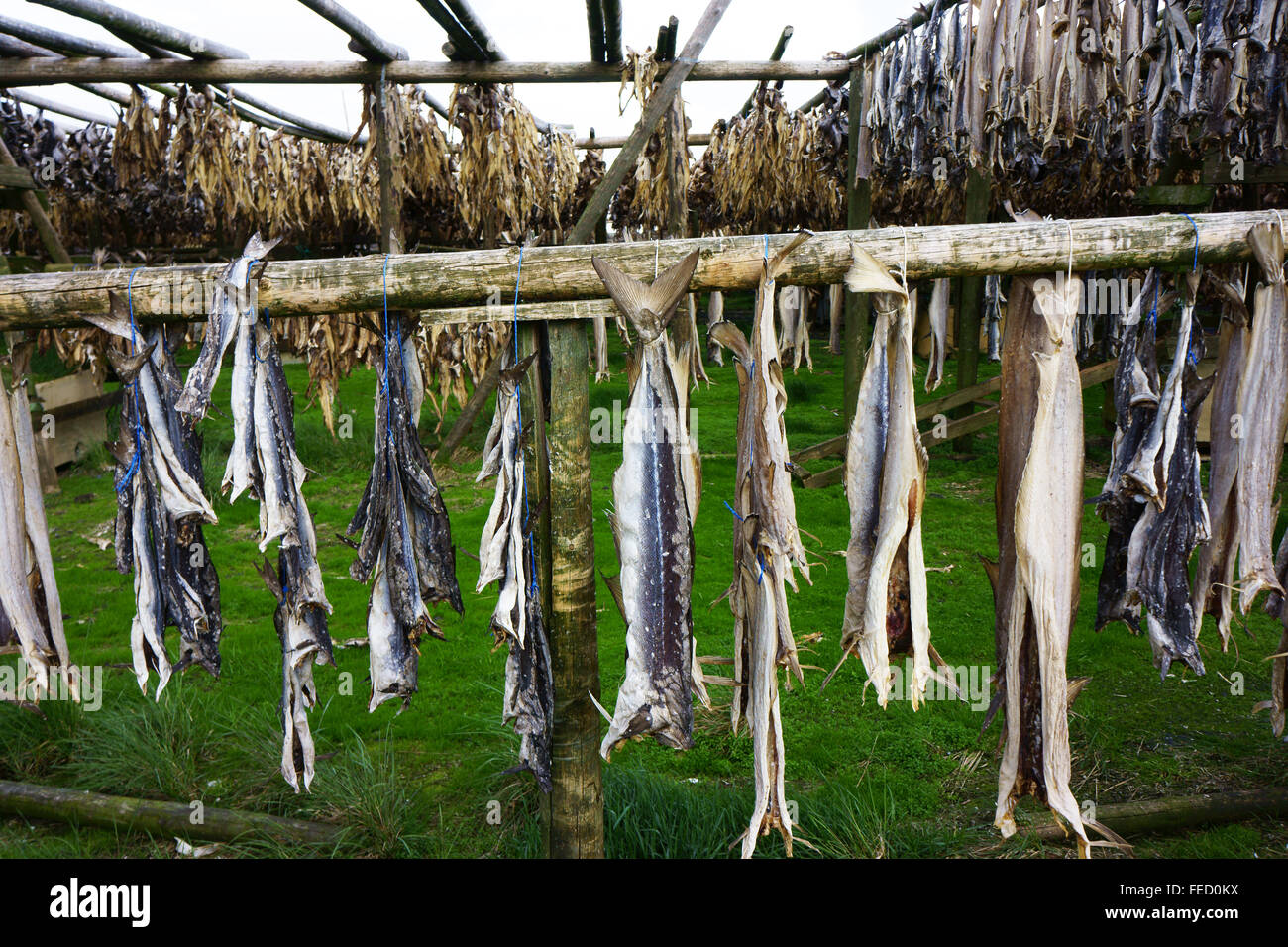 Stockfish, air dried fish hanging sur des supports à l'est de Réthymnon, le long de la route1, Islande Banque D'Images