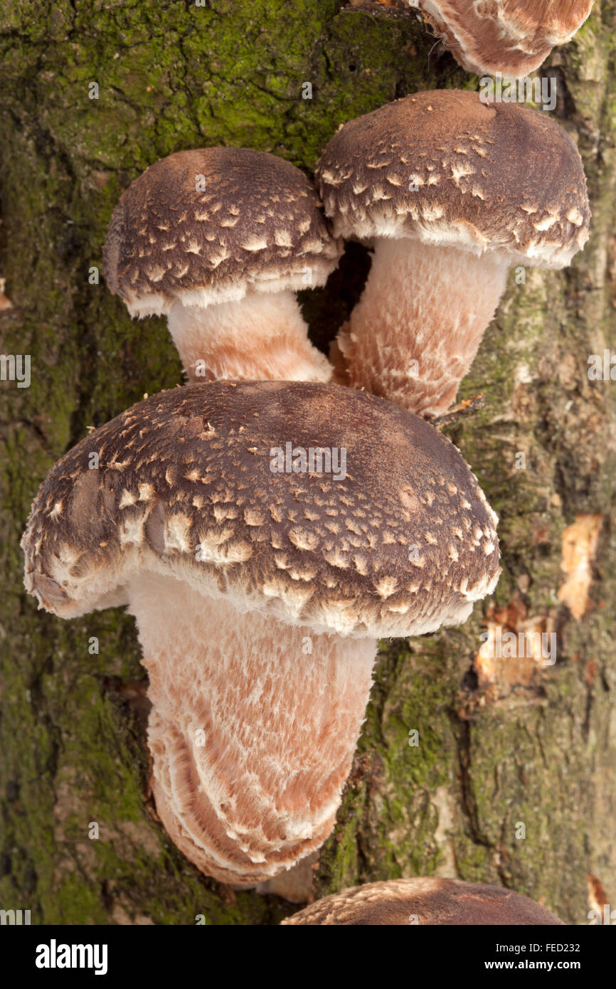 Champignons Shiitake frais poussant sur un arbre close up full frame Banque D'Images