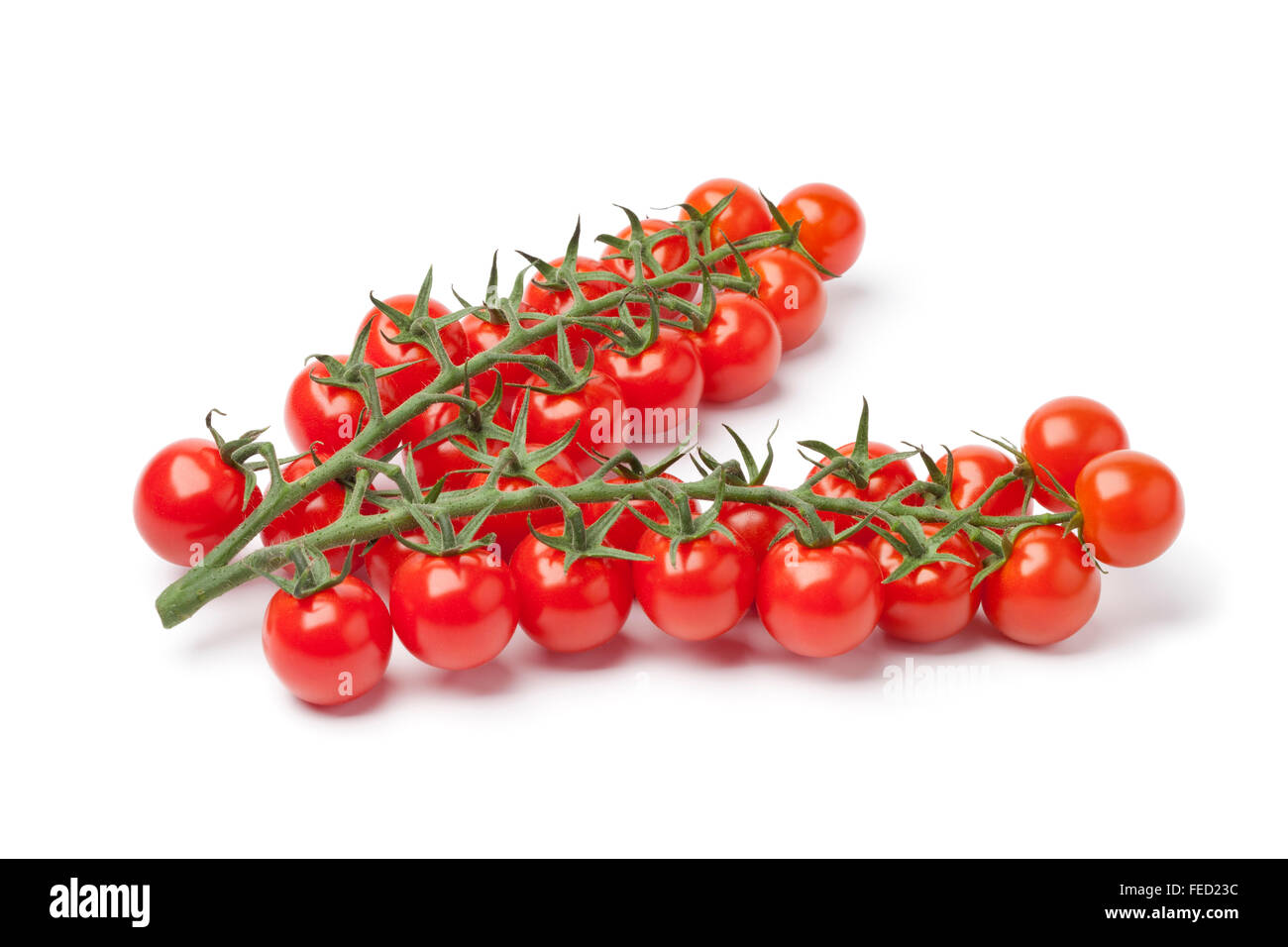 Les petites tomates cerises fraîches sur une vigne sur fond blanc Banque D'Images