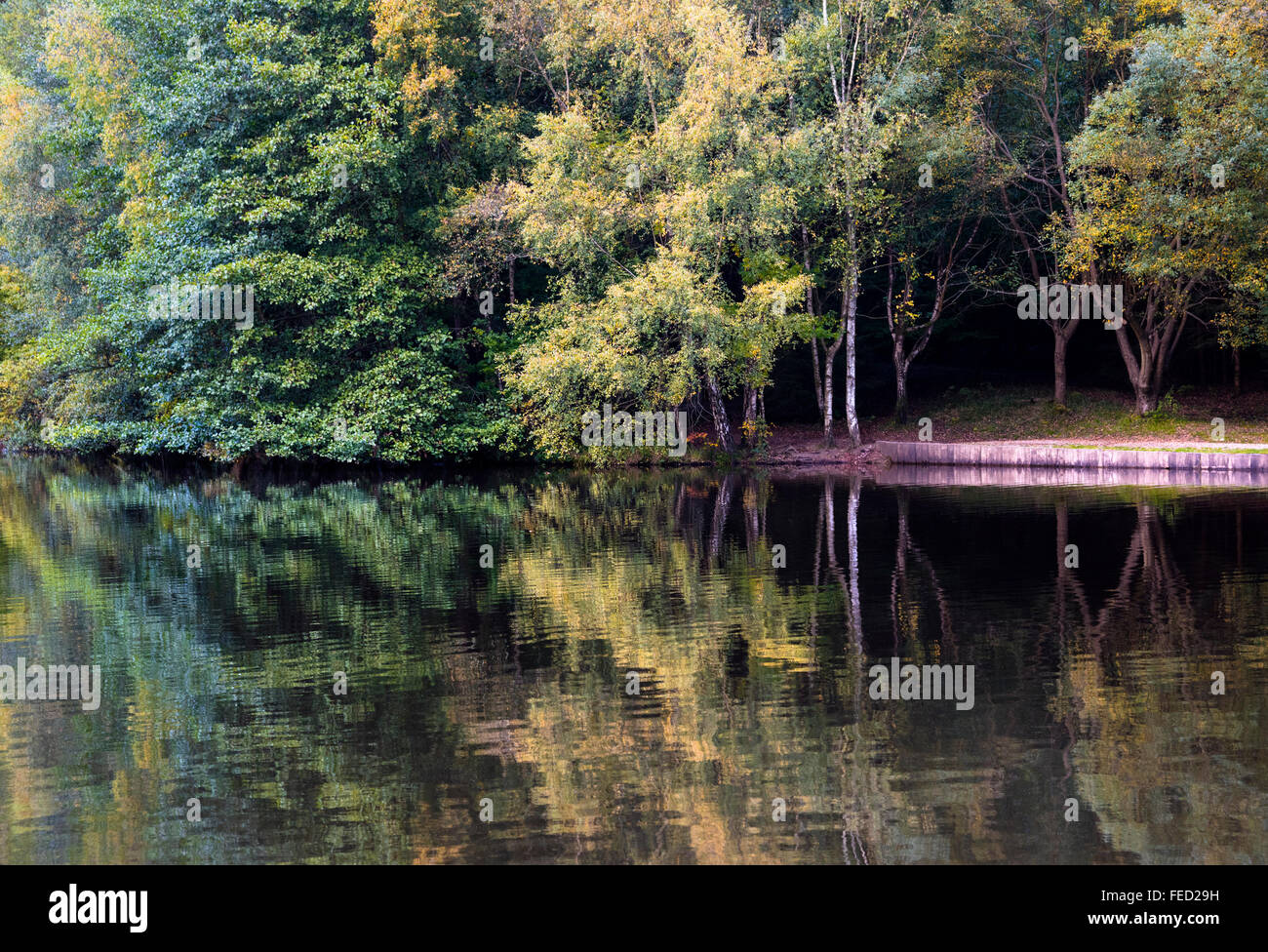 Le colvert Pike Lake dans la forêt de Dean, Gloucestershire, Royaume-Uni Banque D'Images