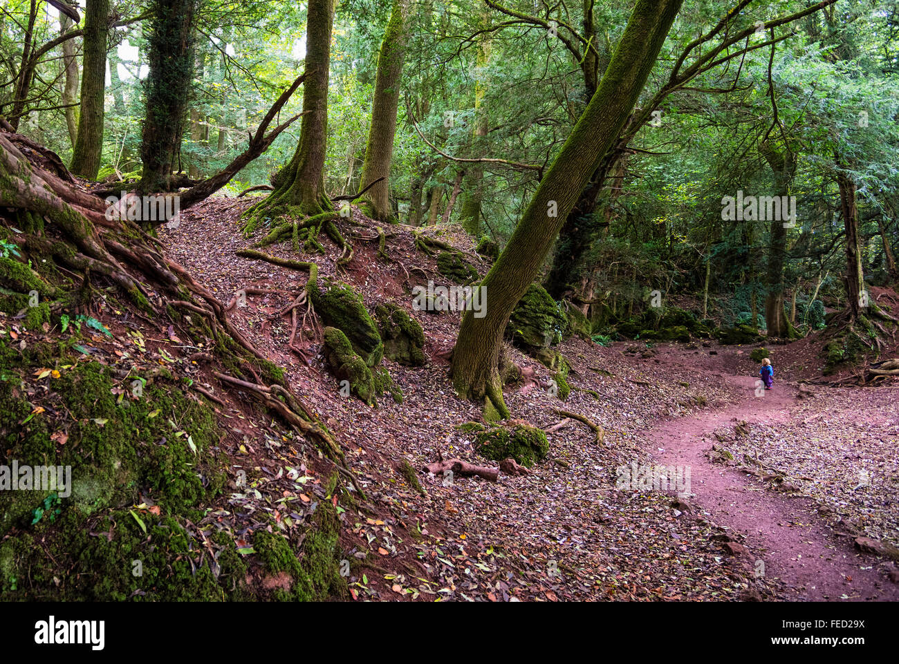 Puzzlewood, un ancien site forestiers et une attraction touristique en forêt de Dean, Gloucestershire, Royaume-Uni Banque D'Images