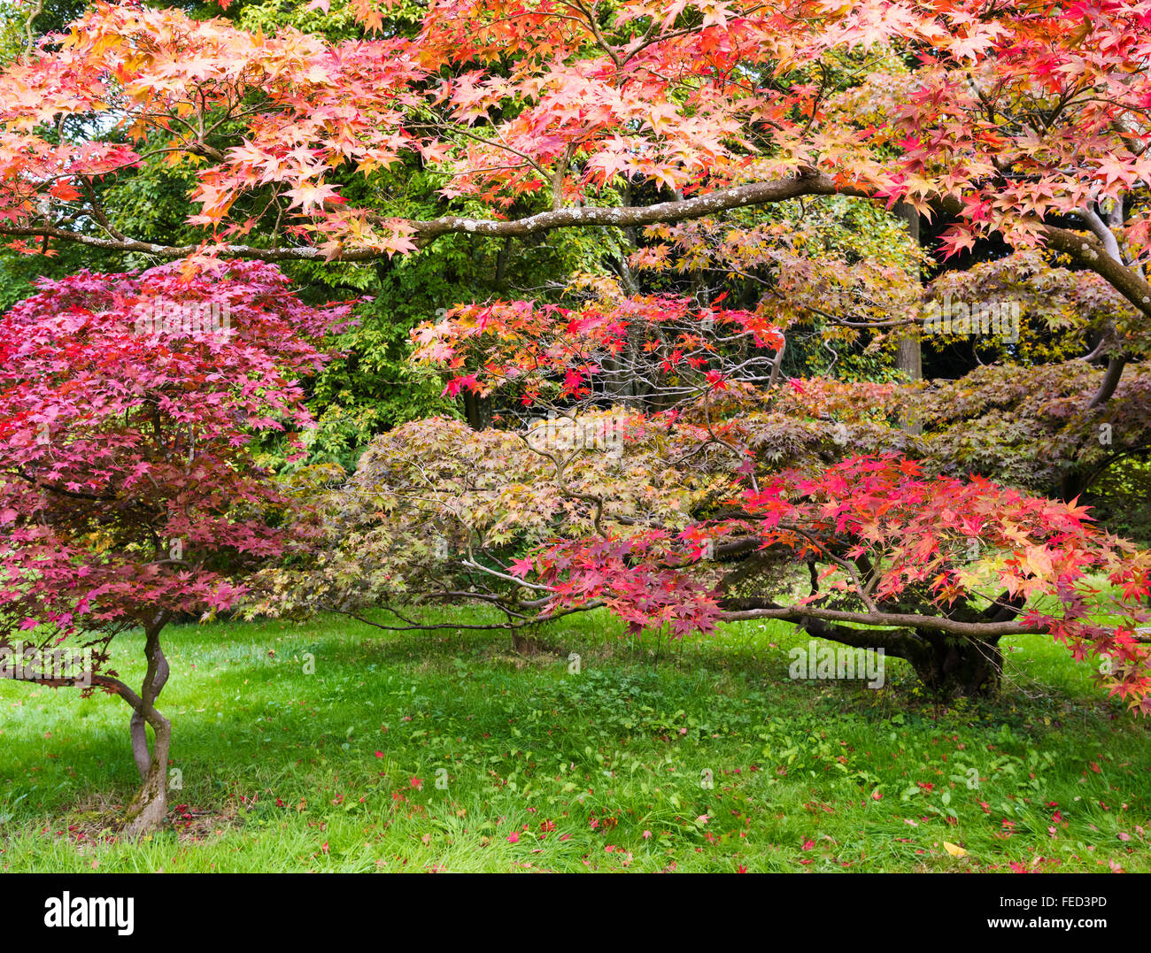 Westonbirt Arboretum en automne, Gloucestershire, Royaume-Uni Banque D'Images