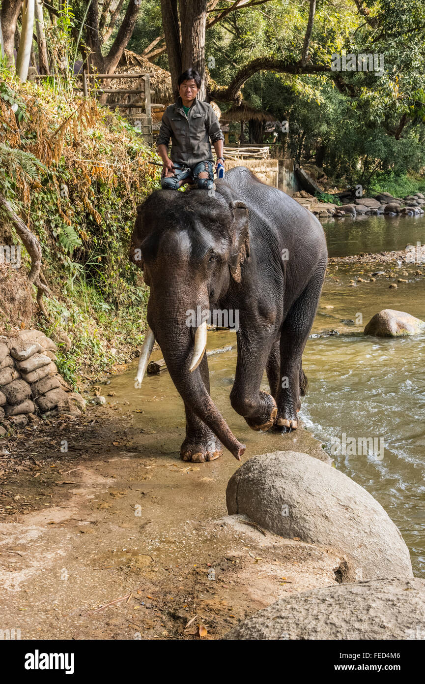 Les éléphants. Maetamann Elephant Camp Banque D'Images