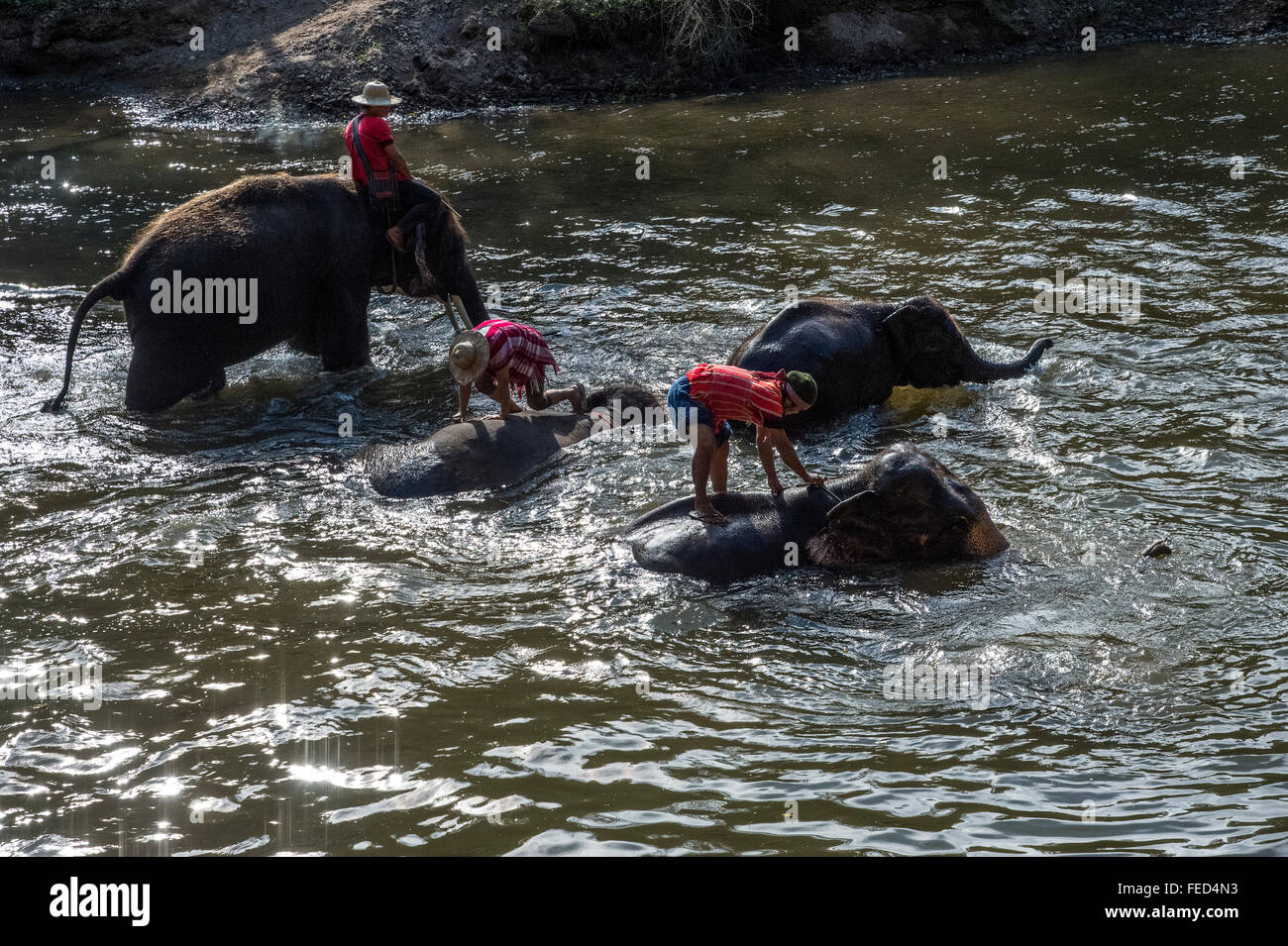 L'heure du bain des éléphants. Maetamann Elephant Camp Banque D'Images