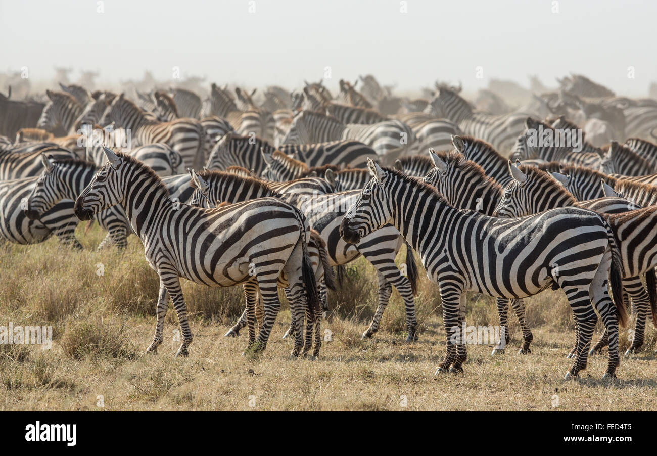 Un troupeau de zèbre des plaines dans le parc national du Serengeti en Tanzanie Banque D'Images