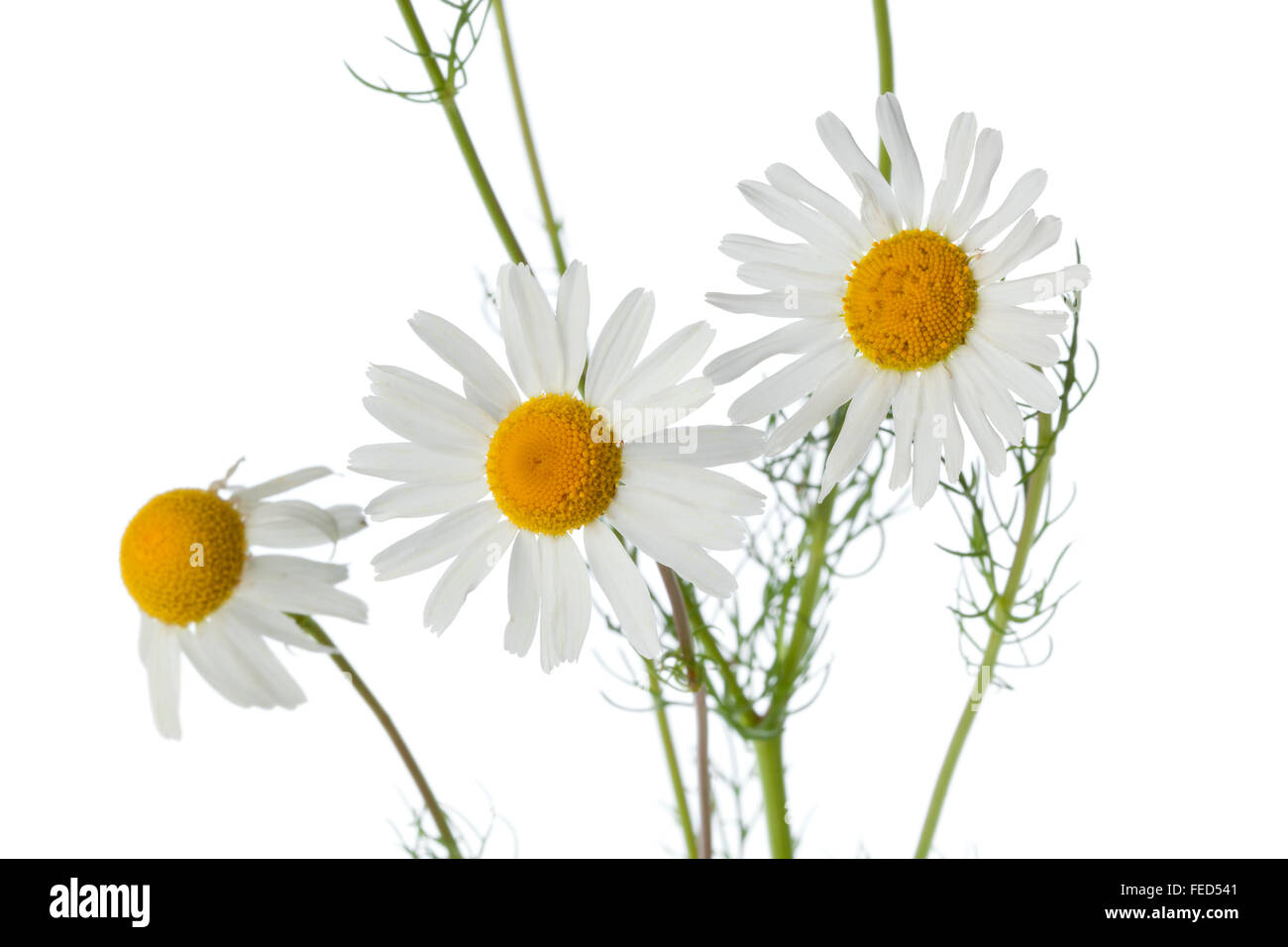 Fleurs de camomille fraîche close up on white background Banque D'Images