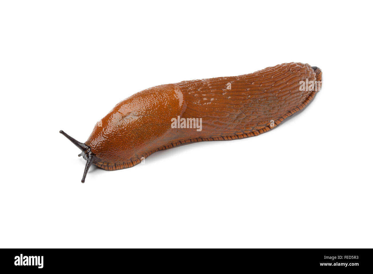 Seul slug sur fond blanc Banque D'Images