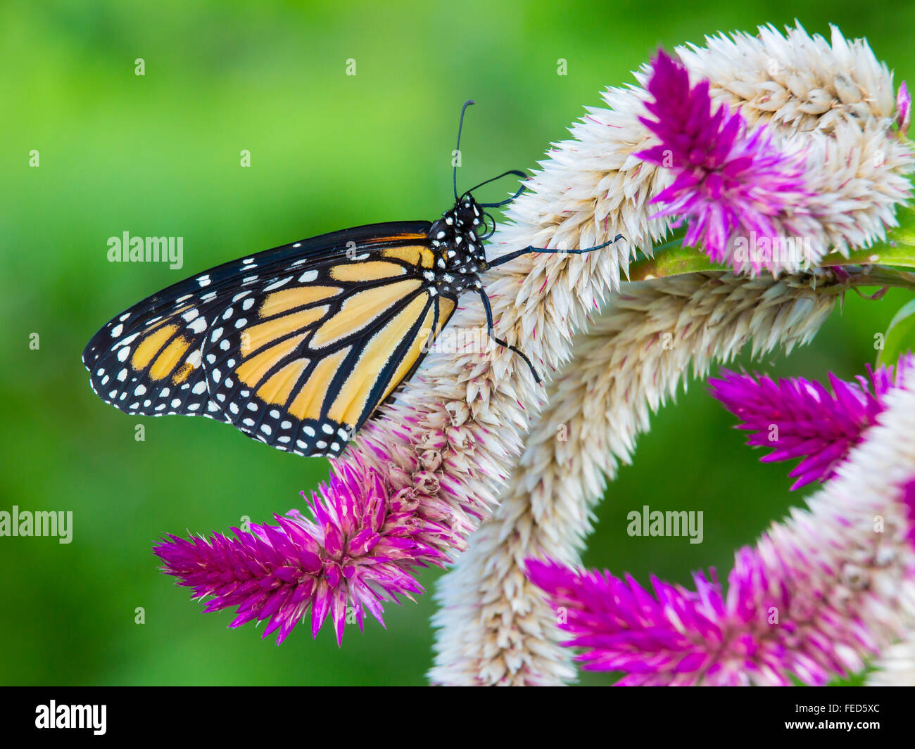 Gros plan du papillon Monarque Danaus plexippus sur une fleur au Butterfly Estates à Fort Myers en Floride Banque D'Images