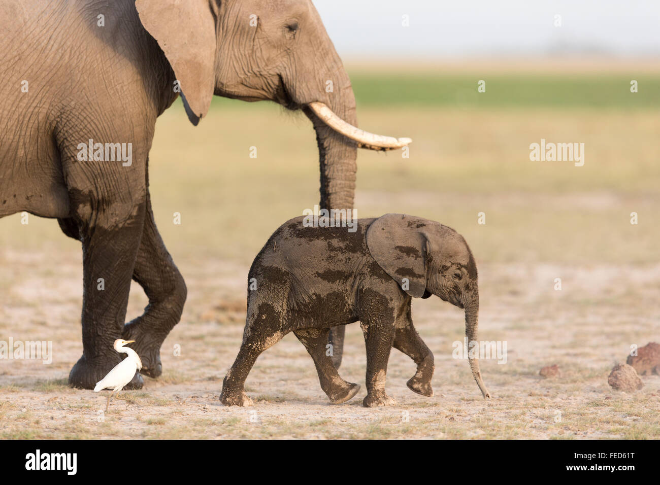 African Elephant Parc national Amboseli au Kenya Banque D'Images
