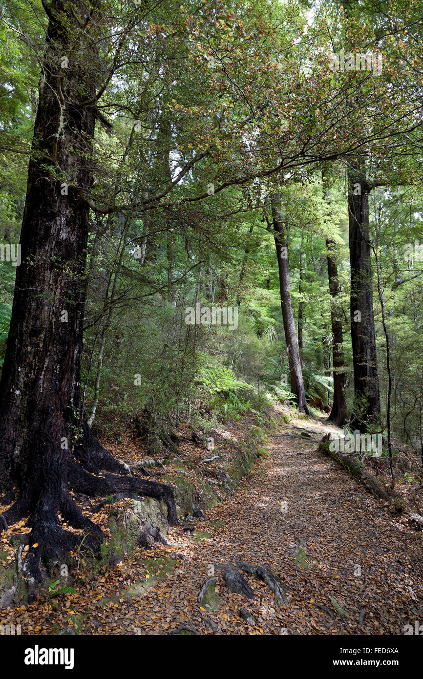 Sentier pédestre dans Pelorus Bridge Scenic Reserve, Nouvelle-Zélande Banque D'Images