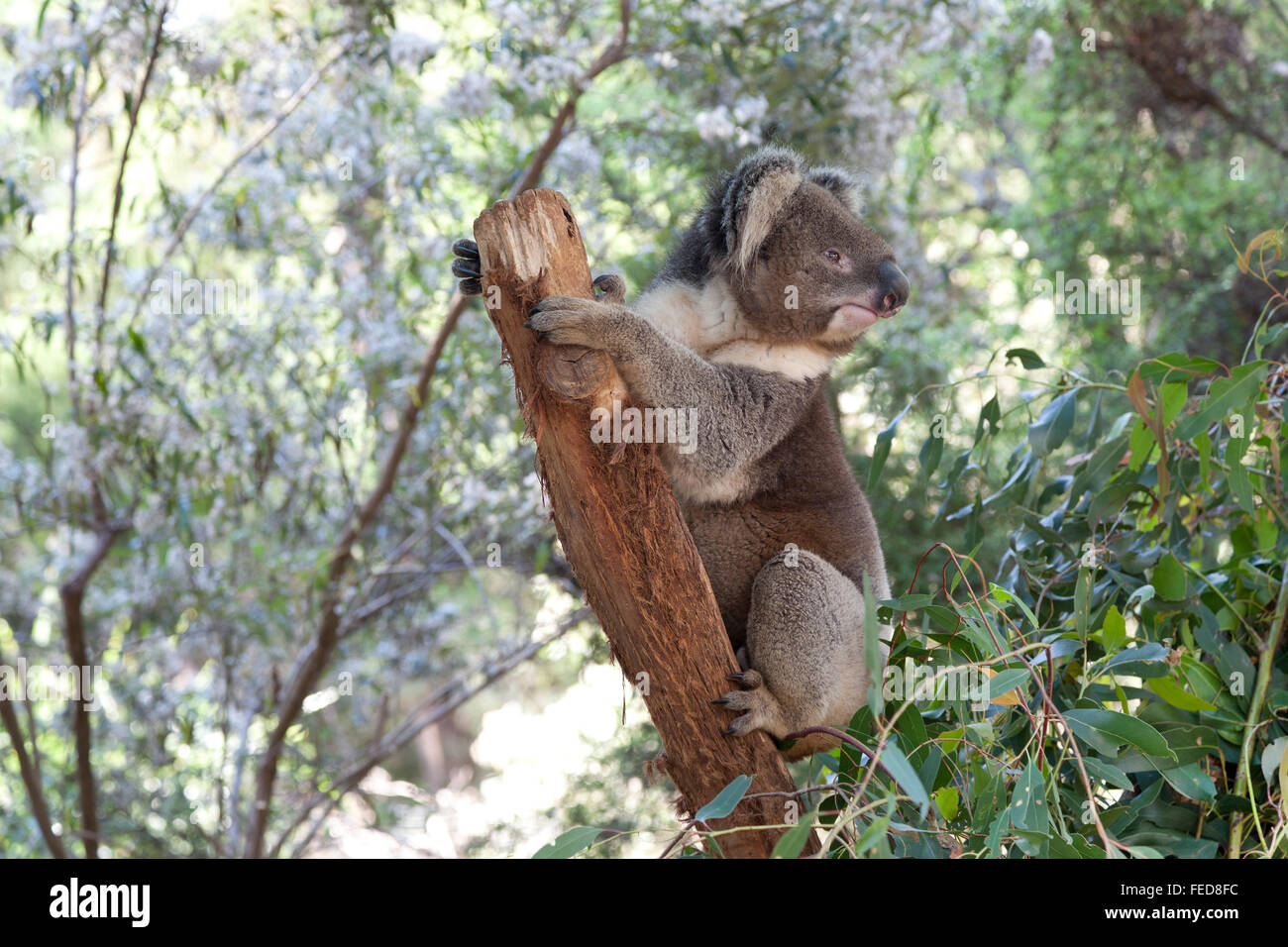 Koala sur un tronc d'arbre dans le Queensland, Australie Banque D'Images