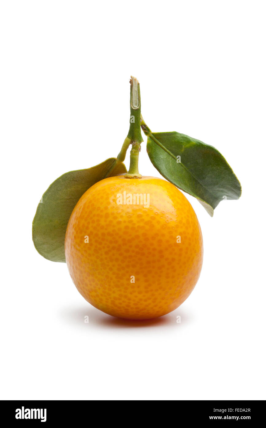 Kumquat rond frais unique sur fond blanc Banque D'Images