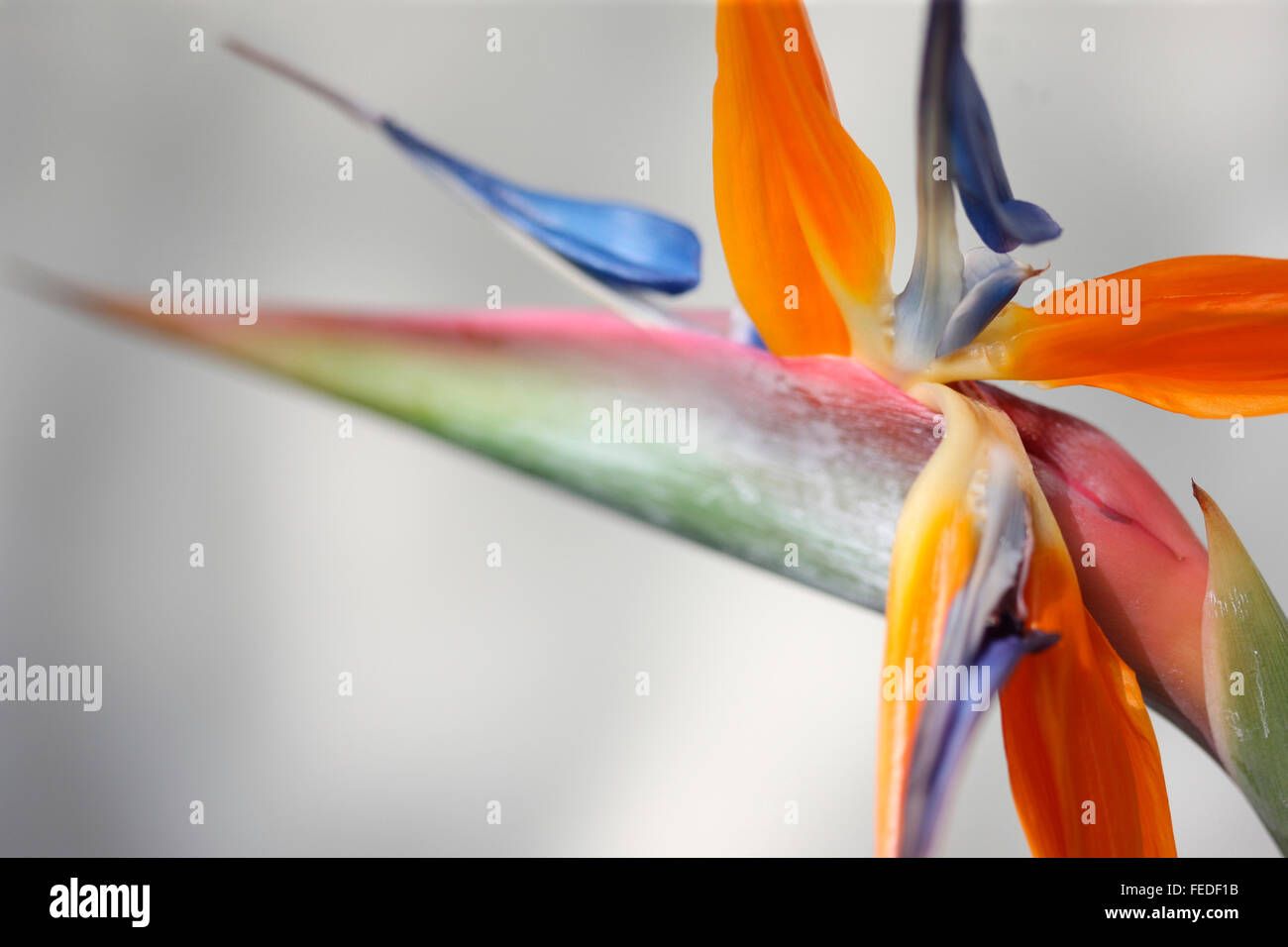 Oiseau du Paradis, Crane fleur, Strelitzia Jane Ann Butler Photography JABP1416 Banque D'Images