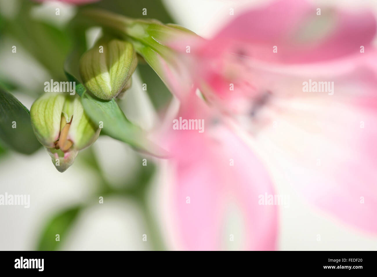 Succès en herbe - alstoemeria fleur est symbolique de la richesse, de la prospérité et la fortune Jane Ann Butler Photography JABP1410 Banque D'Images