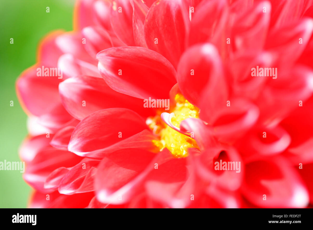 Dahlia rouge ouvert en été baignée de soleil...langue floral symbolise la dignité et reconnaissance Jane Ann Butler Photography JABP1420 Banque D'Images