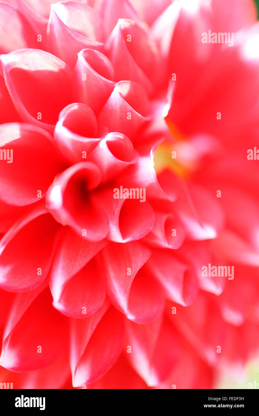 Dahlia rouge ouvert en été baignée de soleil...langue floral symbolise la dignité et reconnaissance Jane Ann Butler Photography JABP1422 Banque D'Images