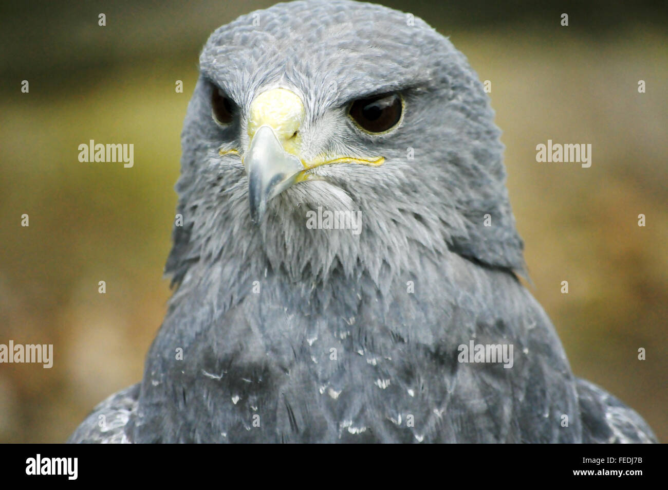 Aigle bleu du Chili, Geranoaetus melanoleucus australis, également connu sous le nom de Western black eagle buzzard torse nu,black &white hawk eagle Banque D'Images