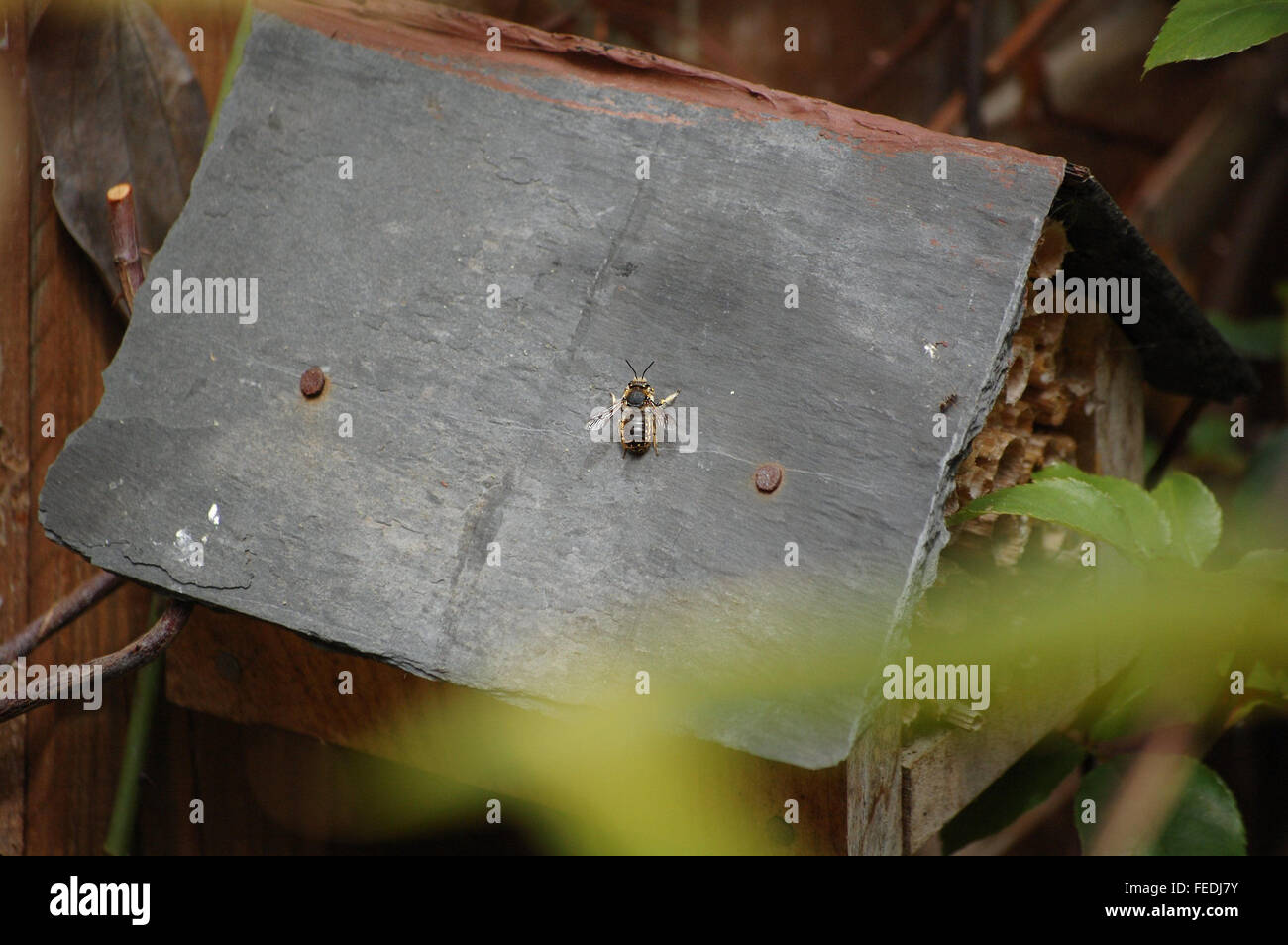 British bee on insect house hotel in garden Banque D'Images