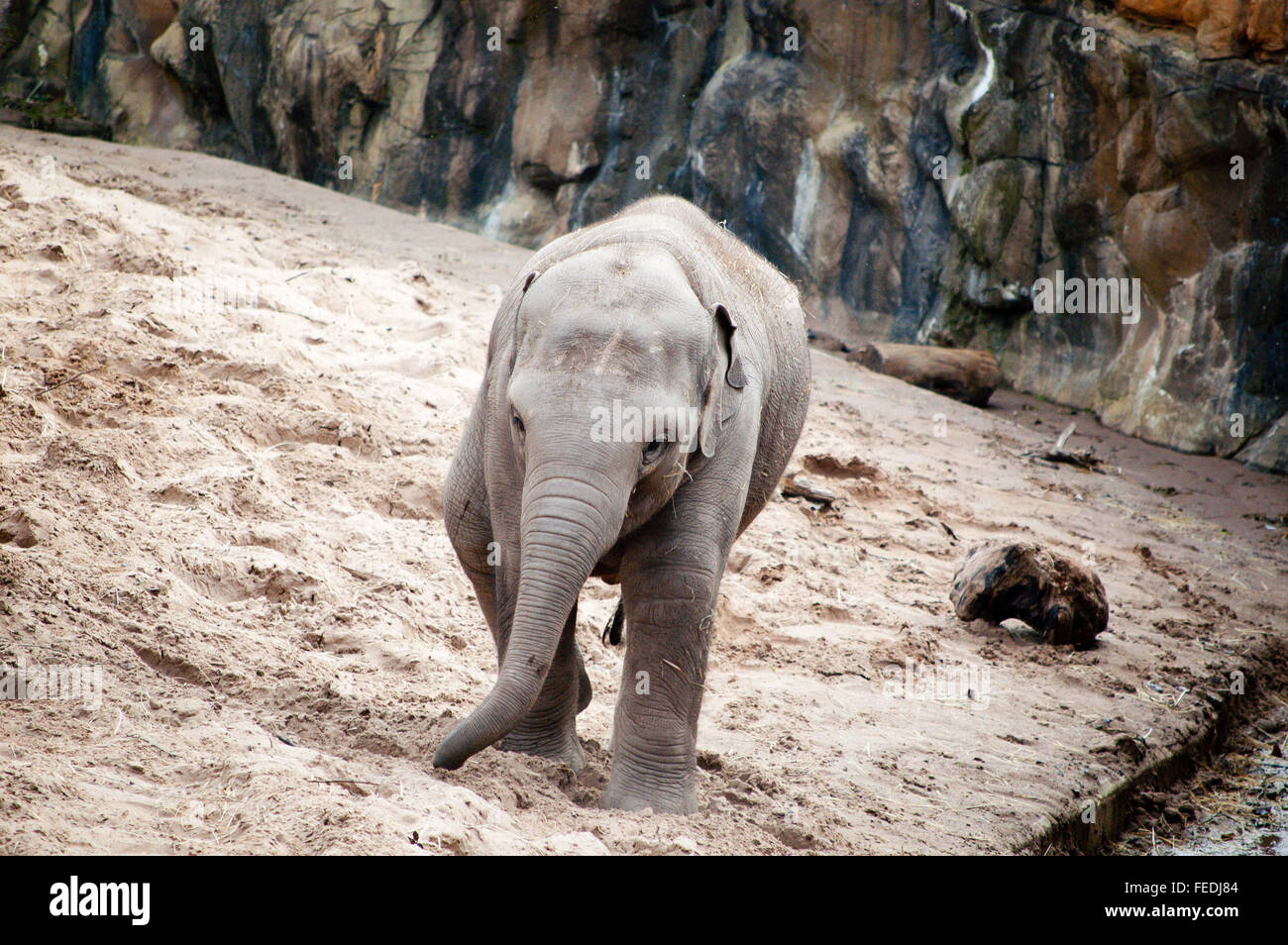 Bébé éléphant asiatique - marche en captivité au zoo (boîtier) Banque D'Images