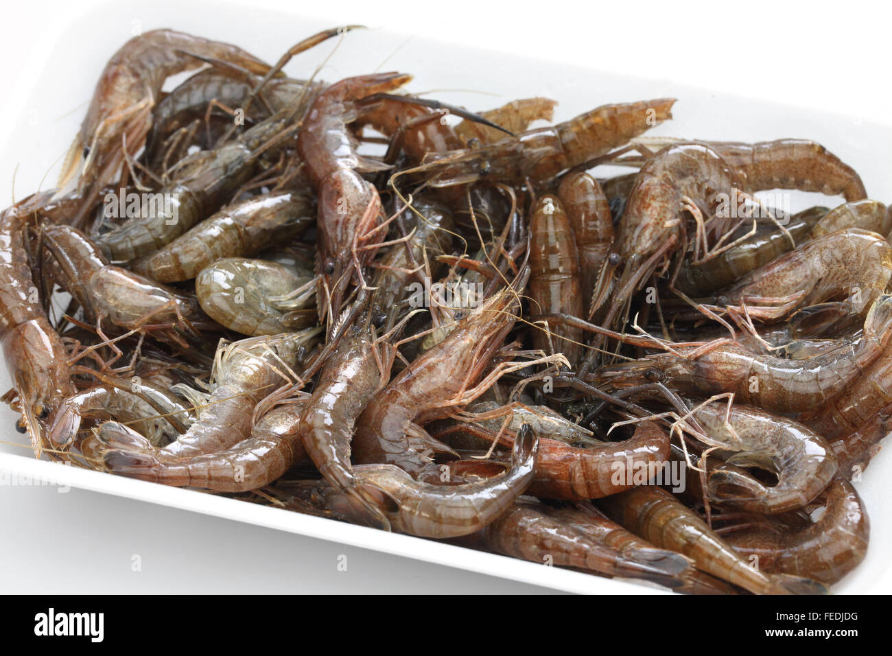 Le Japonais, les crevettes d'eau douce Macrobrachium nipponense Banque D'Images