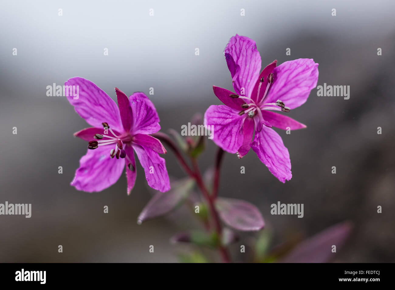 L'épilobe glanduleux, Chamerion latifolium, dans la toundra alpine sur le mont Baker, mont Baker-Snoqualmie National Forest, North Carolina, USA Banque D'Images