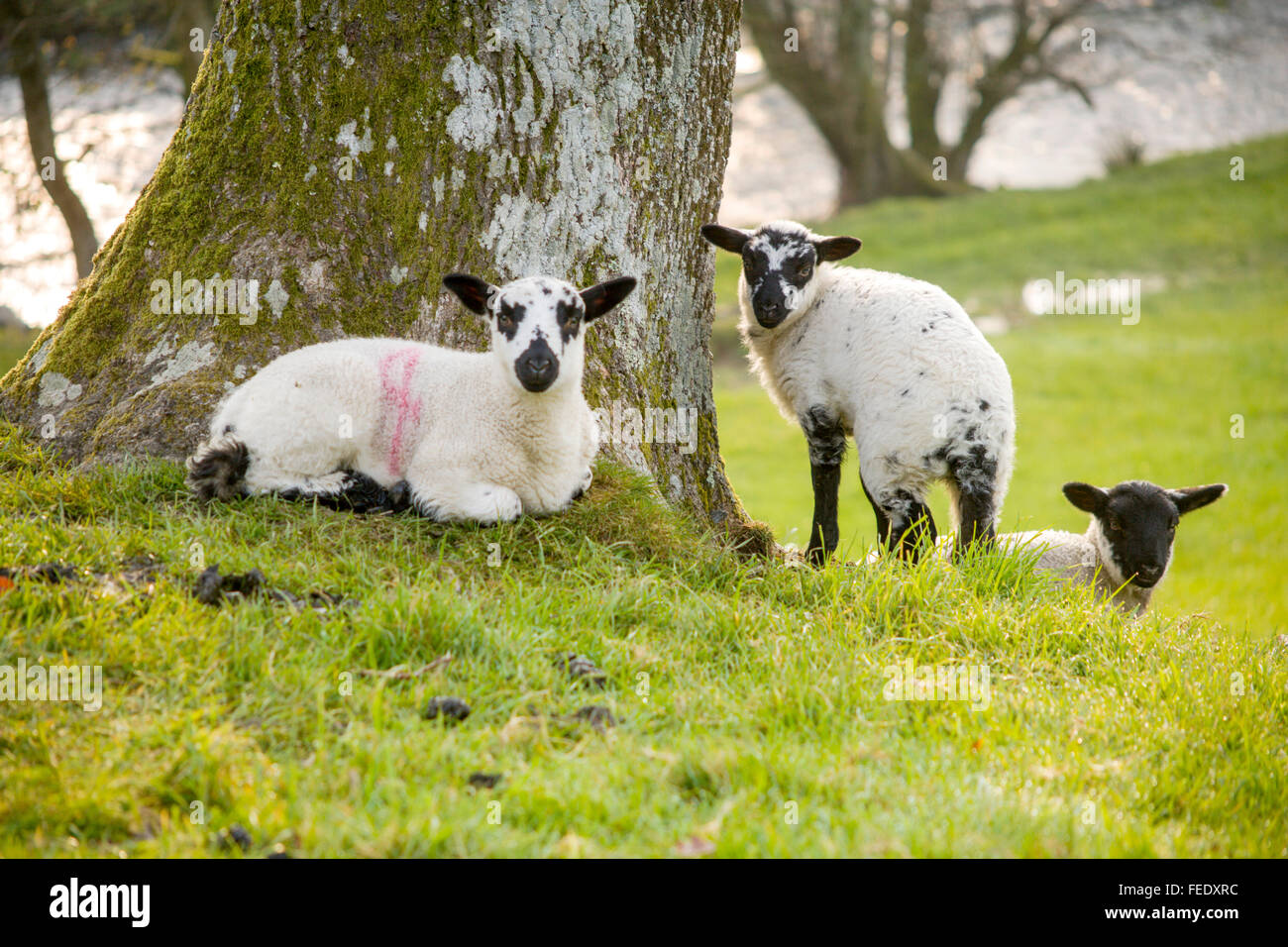 Les Jeunes agneaux gallois face speckle printemps détente sur la colline couverte d'herbe loin de leur mère. Banque D'Images