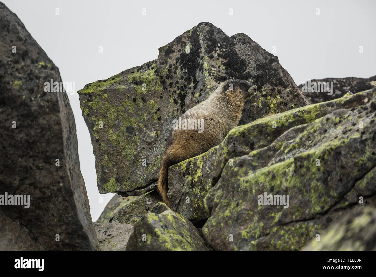 La Marmotte, Marmota caligata, observant à partir de la roche au-dessus du glacier Sholes et près du Portal sur Mt. Baker, le mont Baker-Snoqualm Banque D'Images