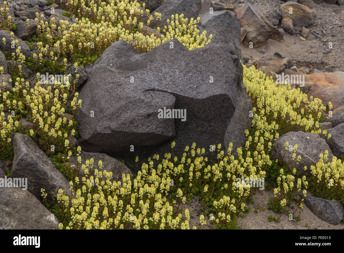Partridgefoot Lutkea, Europe, la floraison dans les rochers près de Sholes glacier du mont Baker, Mount Baker-Fores National Snoqualmie Banque D'Images