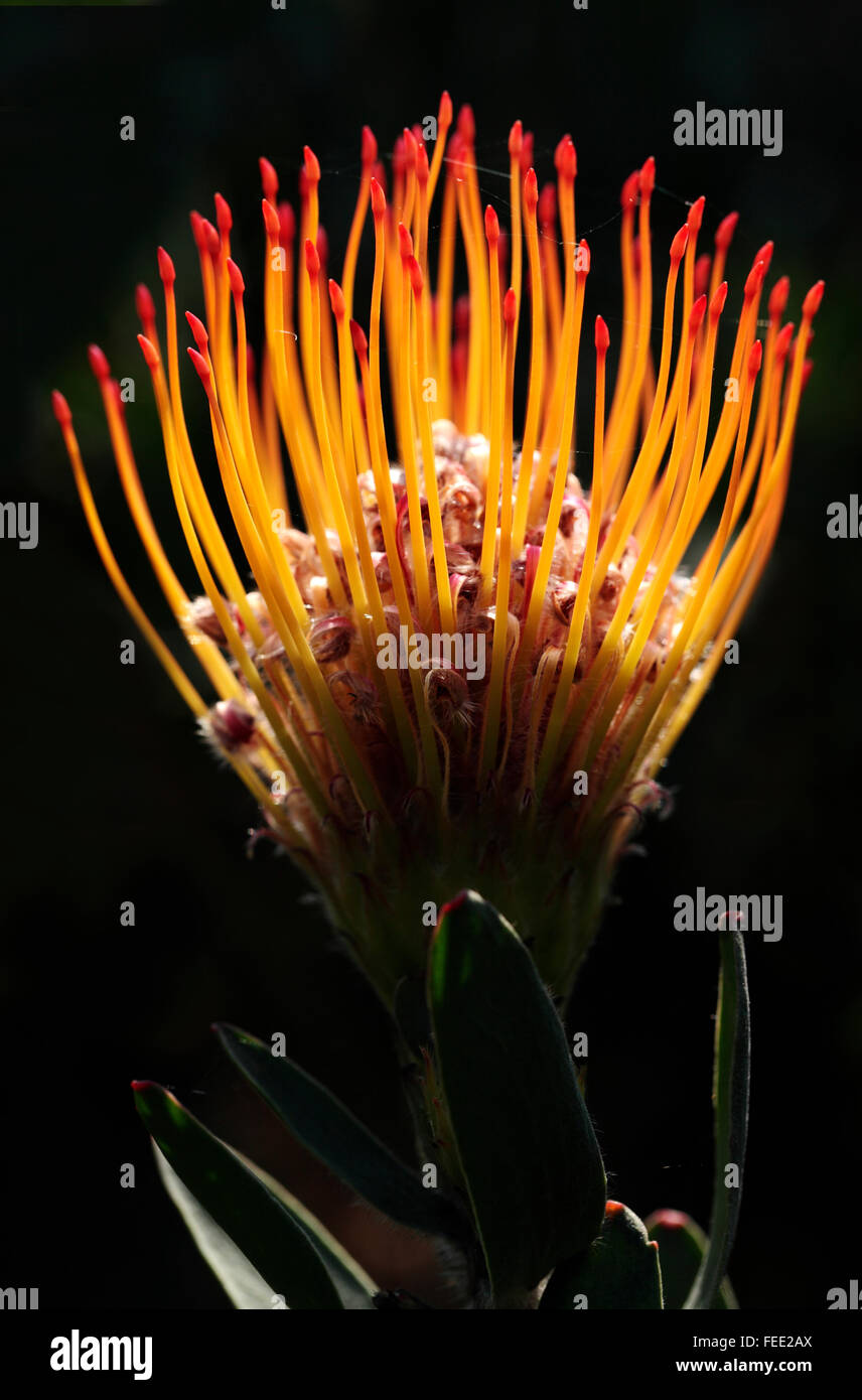 Flamme Orange pincushion protea, Cape Town, Afrique du Sud Banque D'Images