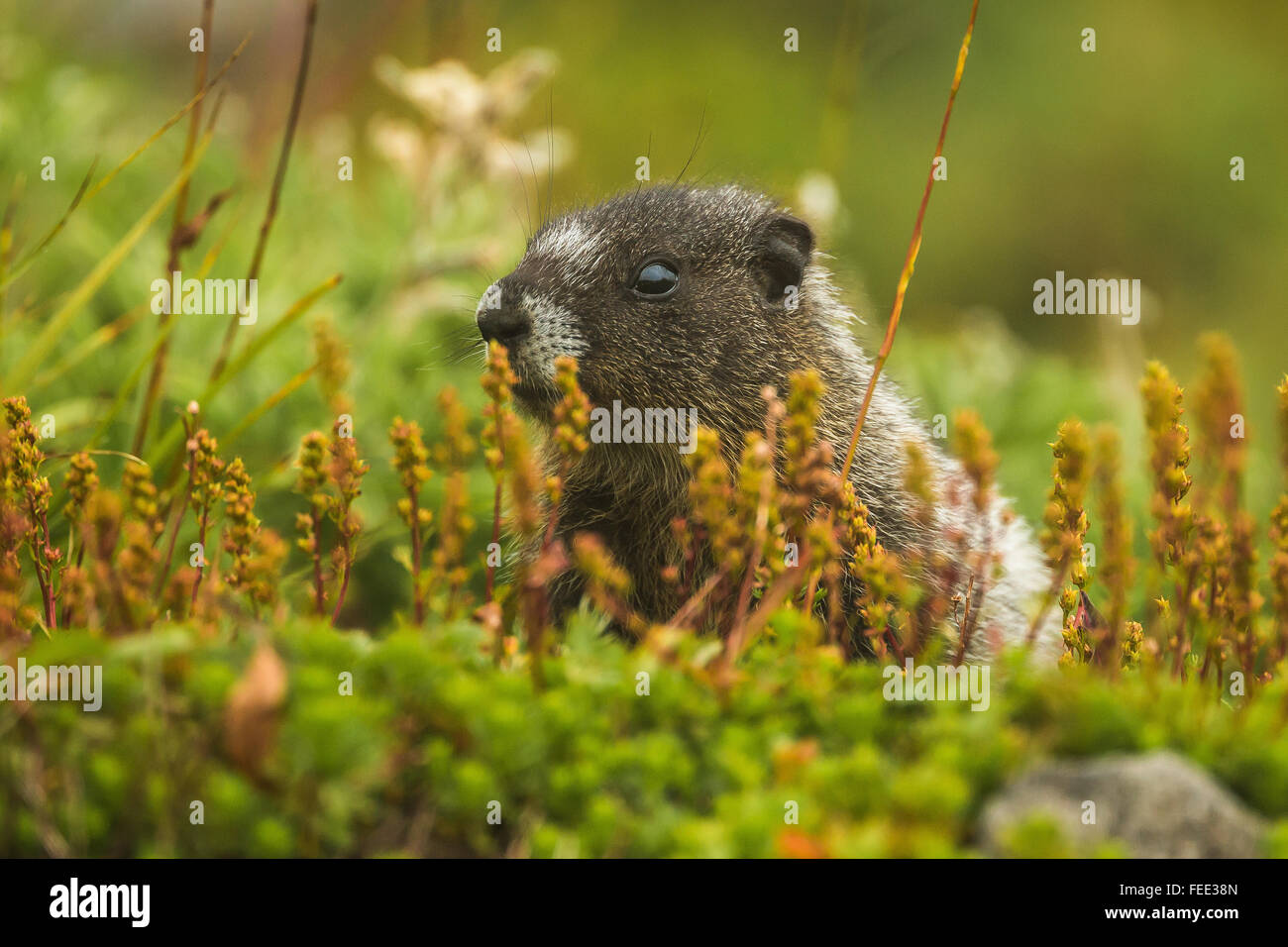 Les jeunes, Marmota caligata Marmotte des Rocheuses, le long de la crête de lagopède, Mount Baker-Snoqualmie National Forest, Washington State, USA Banque D'Images