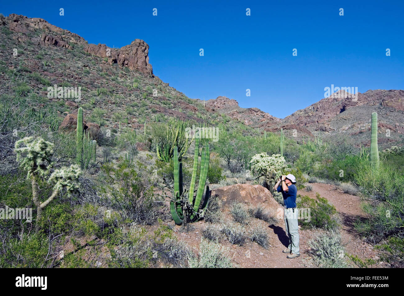 Observateur d'entre différents cactus du désert à la recherche d'oiseaux, à AJO de montagnes, tuyau d'Organe National Monument, Arizona, USA Banque D'Images