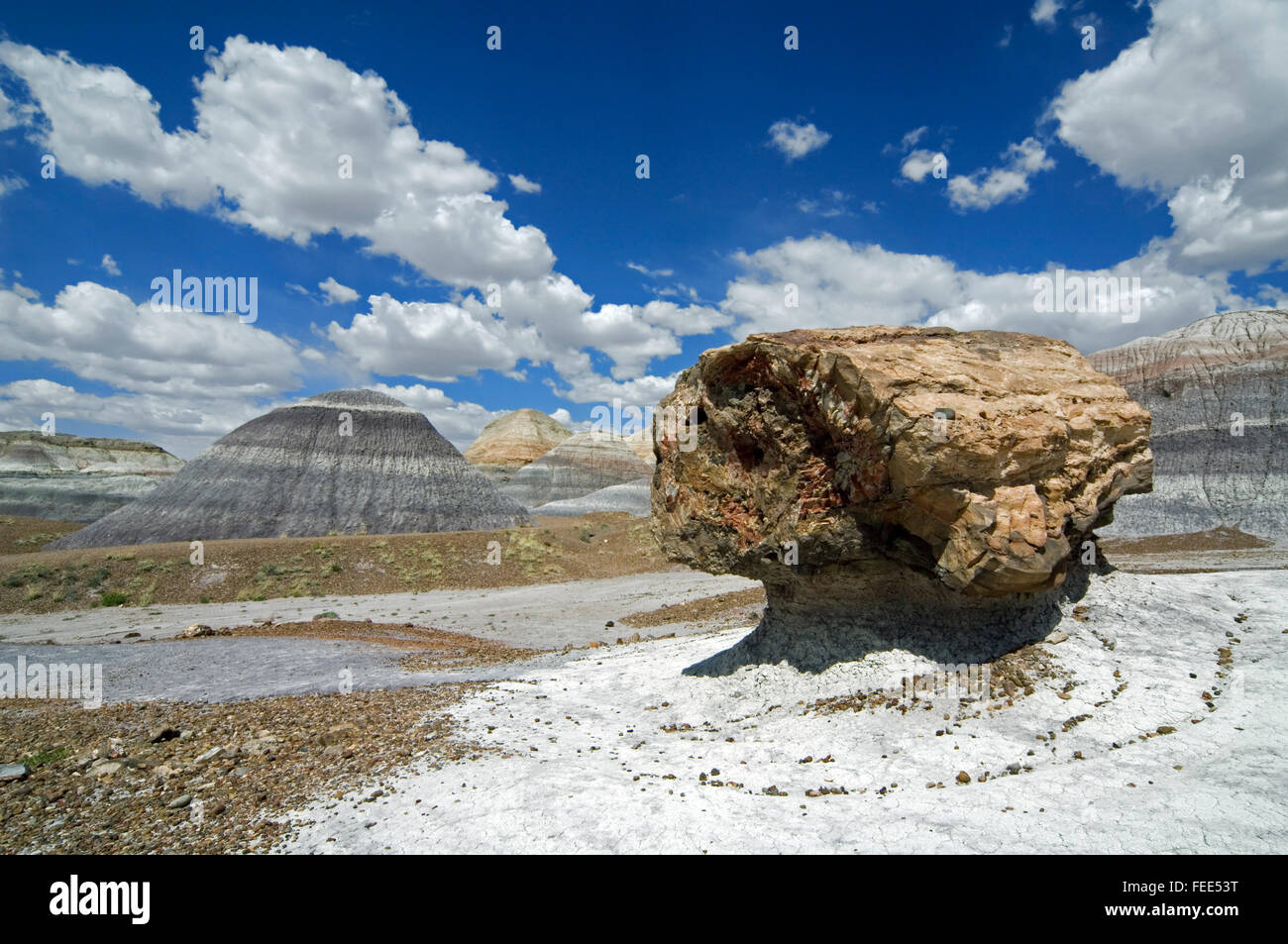 Socle pétrifiés connectez-vous le long du sentier dans la Blue Mesa Painted Desert et Petrified Forest National Park, Arizona, USA Banque D'Images