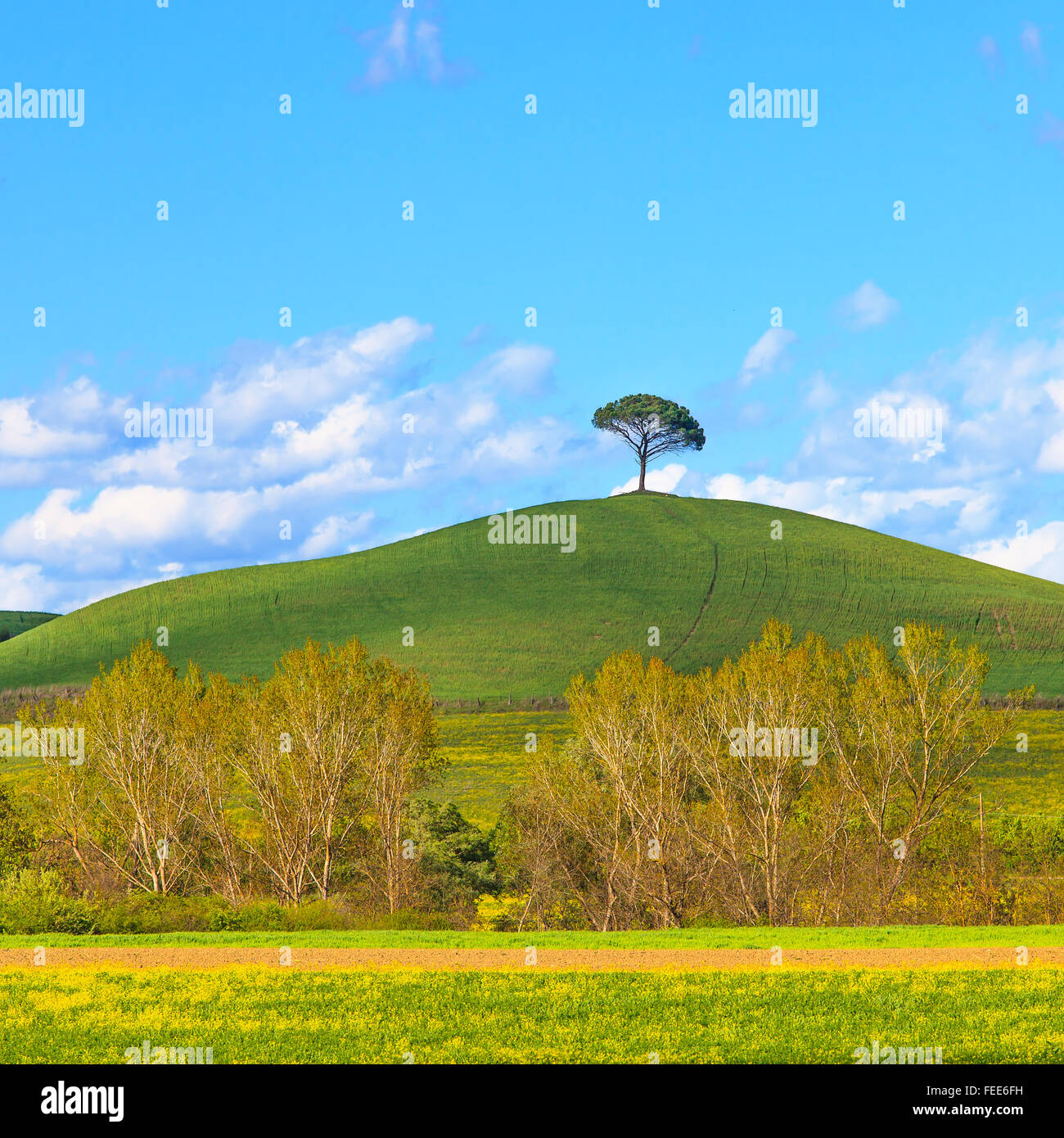 Fleurs jaune et vert, champ pin solitaire et un ciel bleu sur l'arrière-plan. La saison du printemps en Toscane, italienne classique landsca Banque D'Images