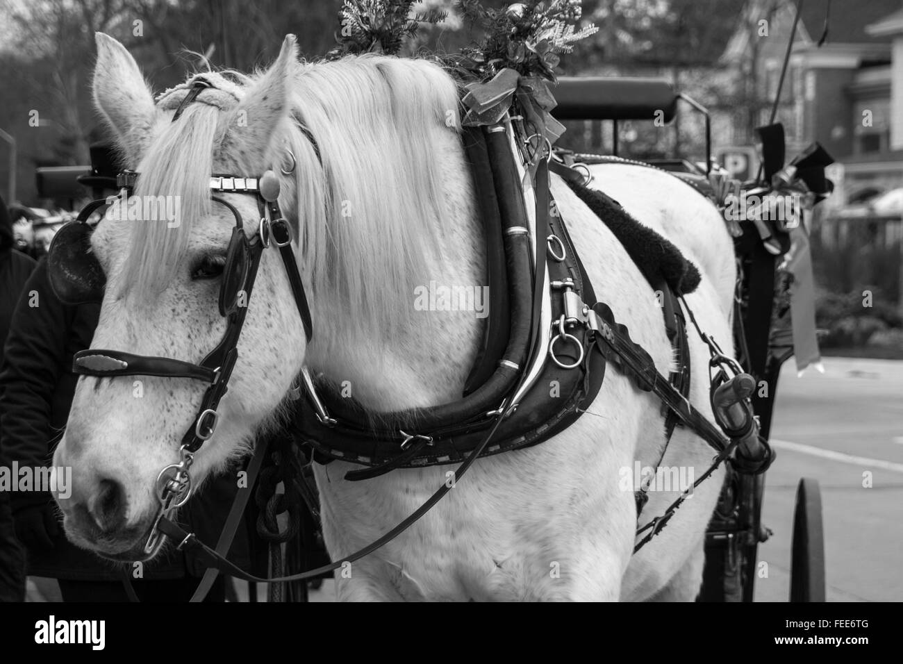 Cheval Noir et blanc et un chariot à Niagara-on-the-Lake Banque D'Images