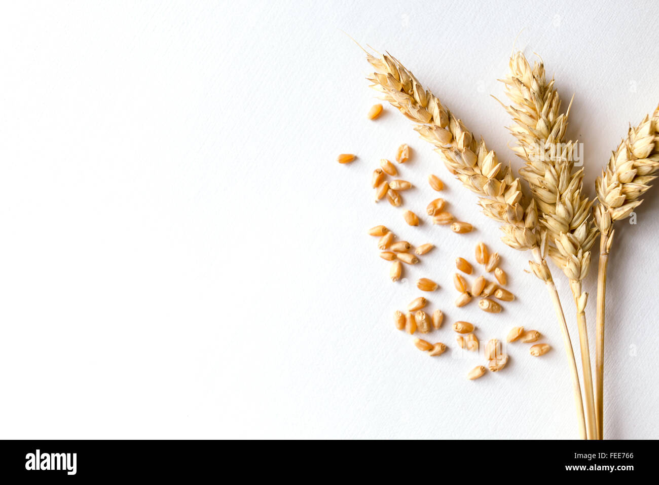 Blé mûr d'or sur fond blanc Banque D'Images