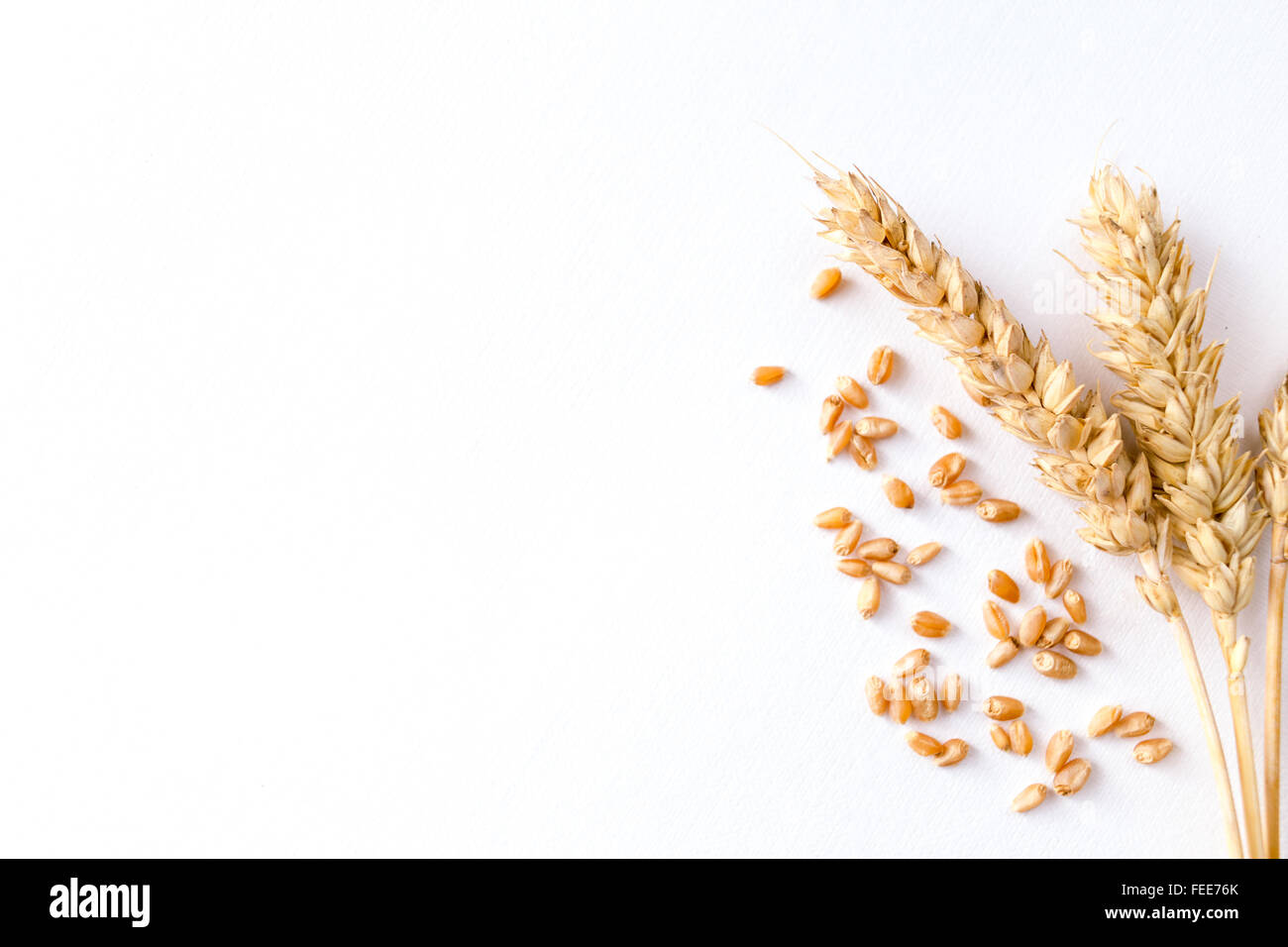 Blé mûr d'or sur fond blanc Banque D'Images