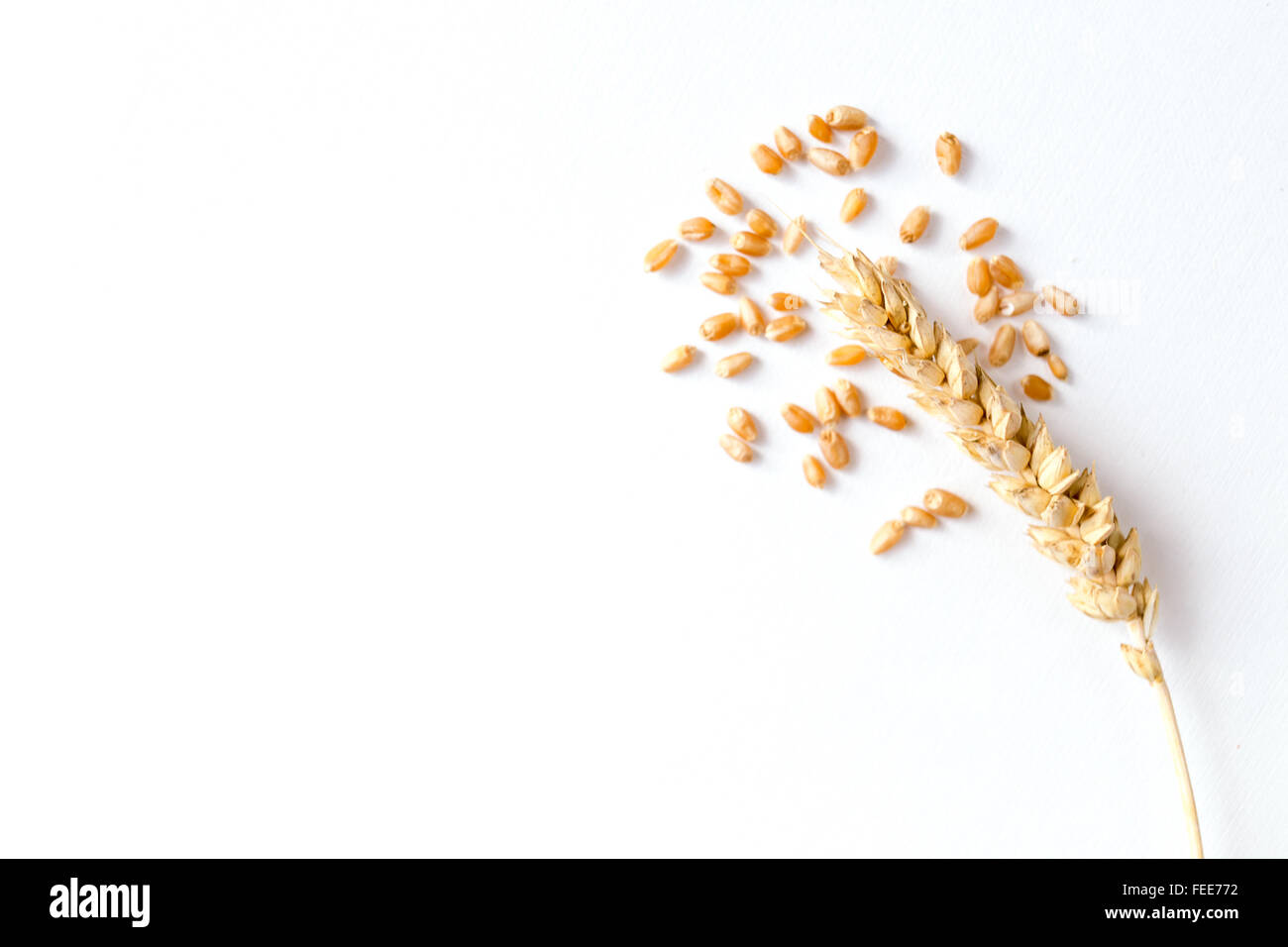 Blé mûr d'or sur fond blanc Banque D'Images