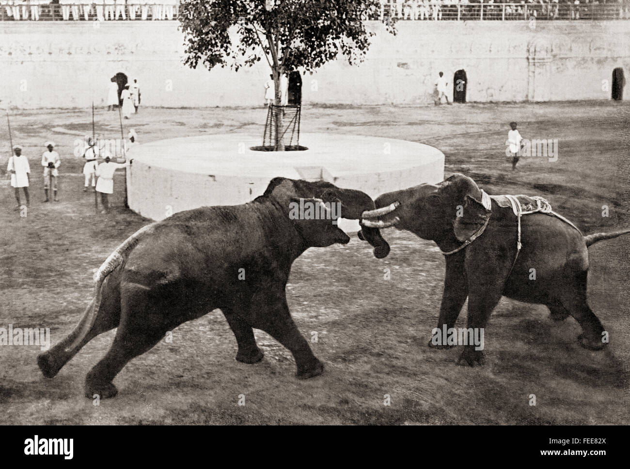 La lutte contre les éléphants. Leurs défenses ont été raccourcis par leurs formateurs. Le sud de l'Inde au 19e siècle. Banque D'Images