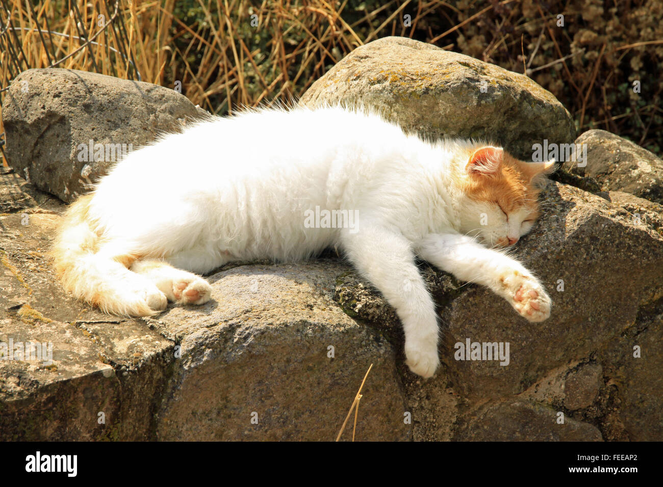 Le gingembre et le chat blanc endormi sur le haut d'un mur de pierre au soleil au soleil Banque D'Images