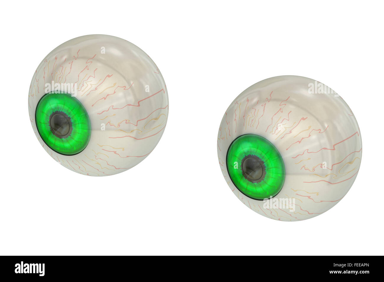 Les yeux à l'iris vert isolé sur fond blanc Banque D'Images