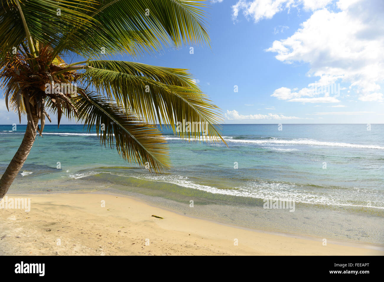 Scène tropical d'eaux claires et de palmier sur la plage. Patillas, Puerto Rico. L'île des Caraïbes. Le territoire américain. Banque D'Images
